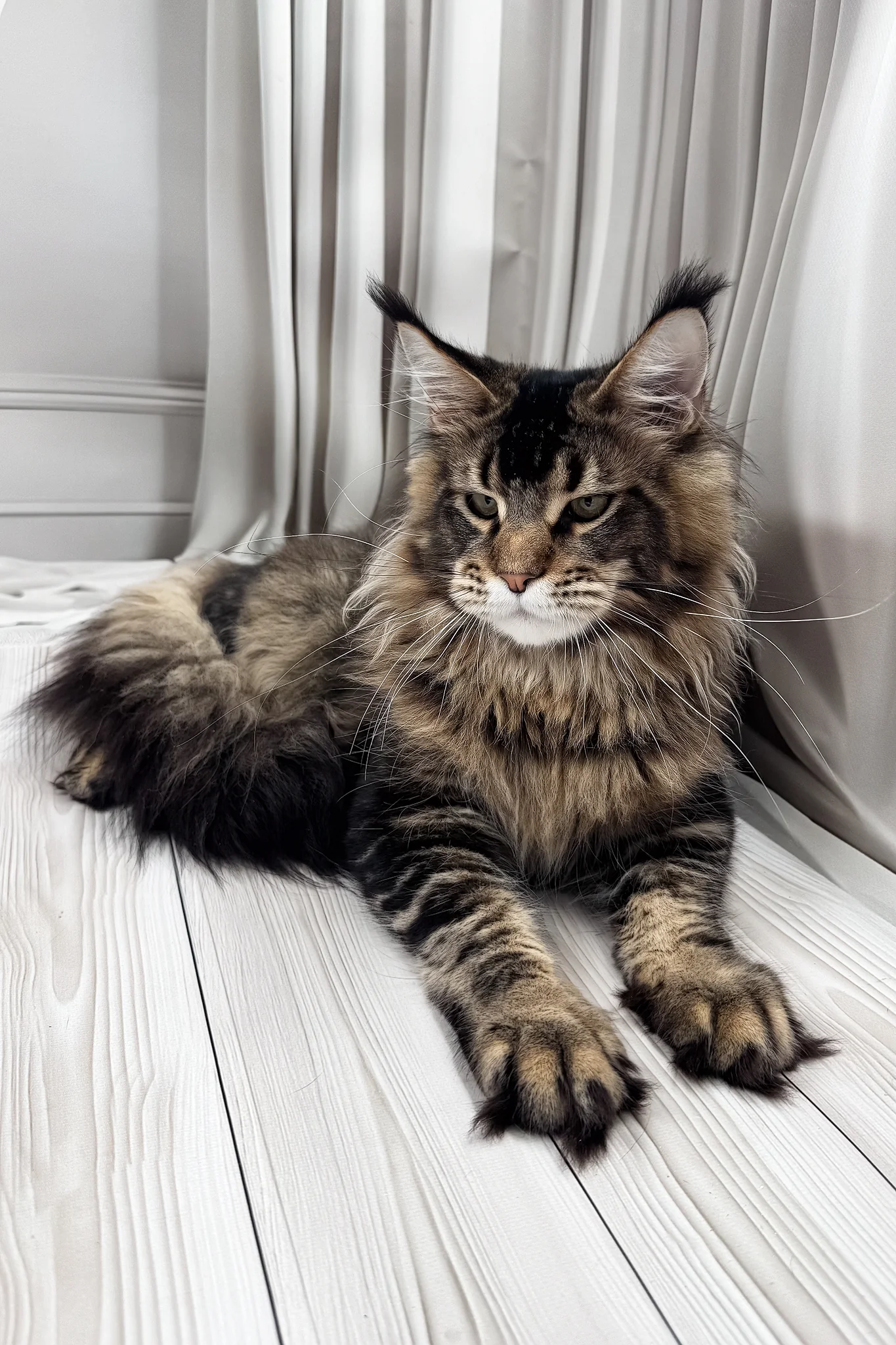 Aristocrat | Maine Coon Kitten - Image 9