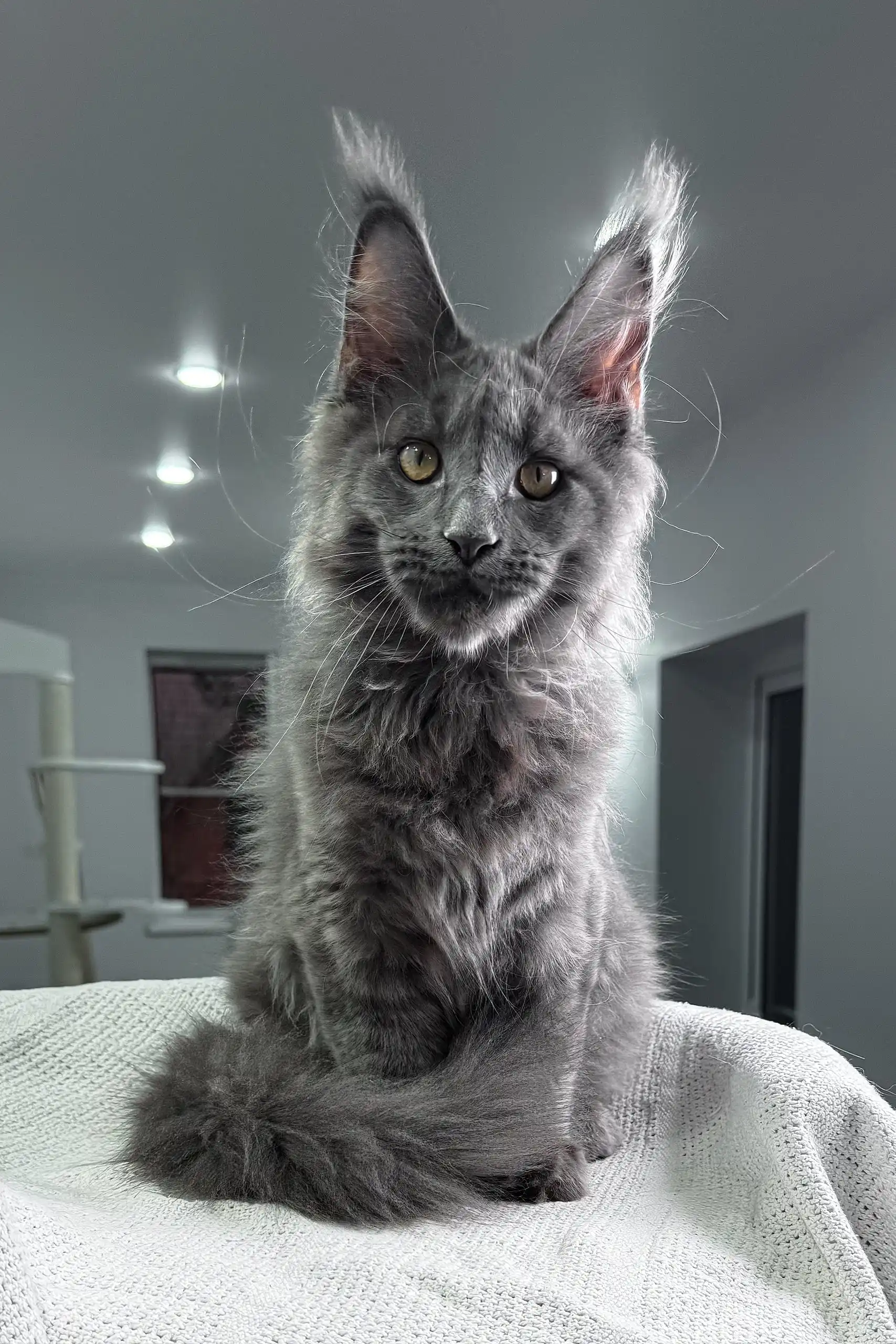 Armani | Maine Coon Kitten - Image 3