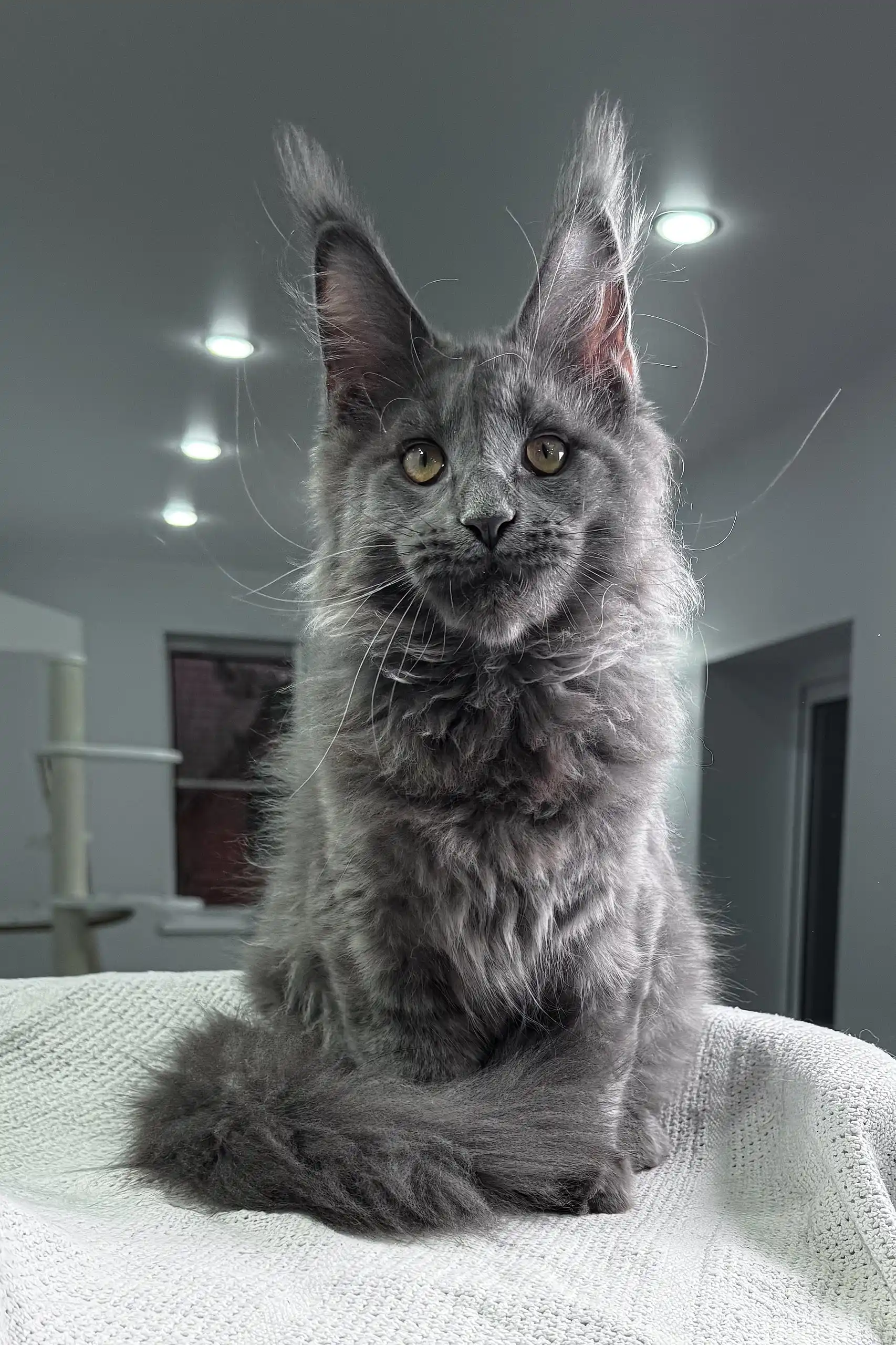 Armani | Maine Coon Kitten - Image 4