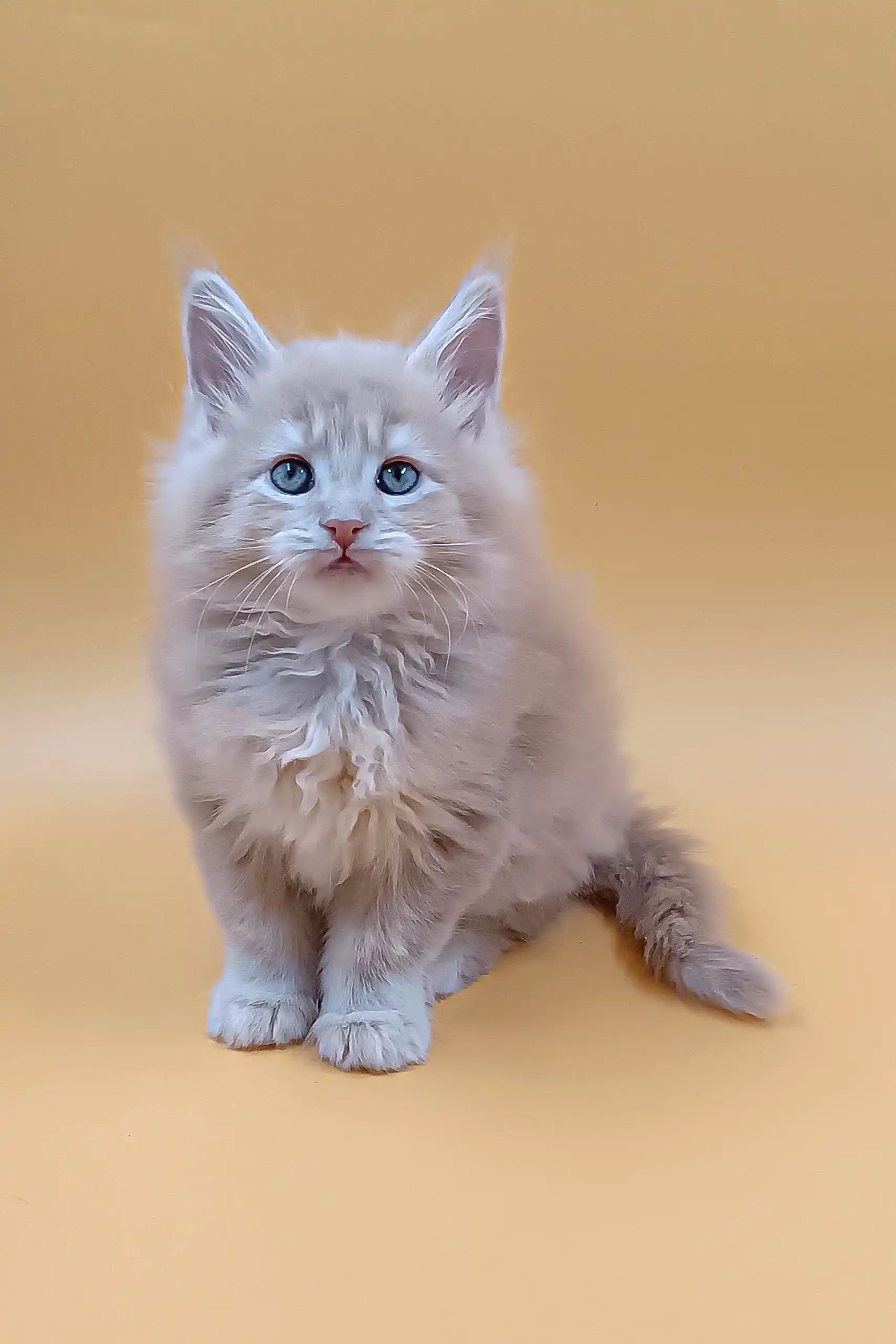 Arny | Maine Coon Kitten - Image 10