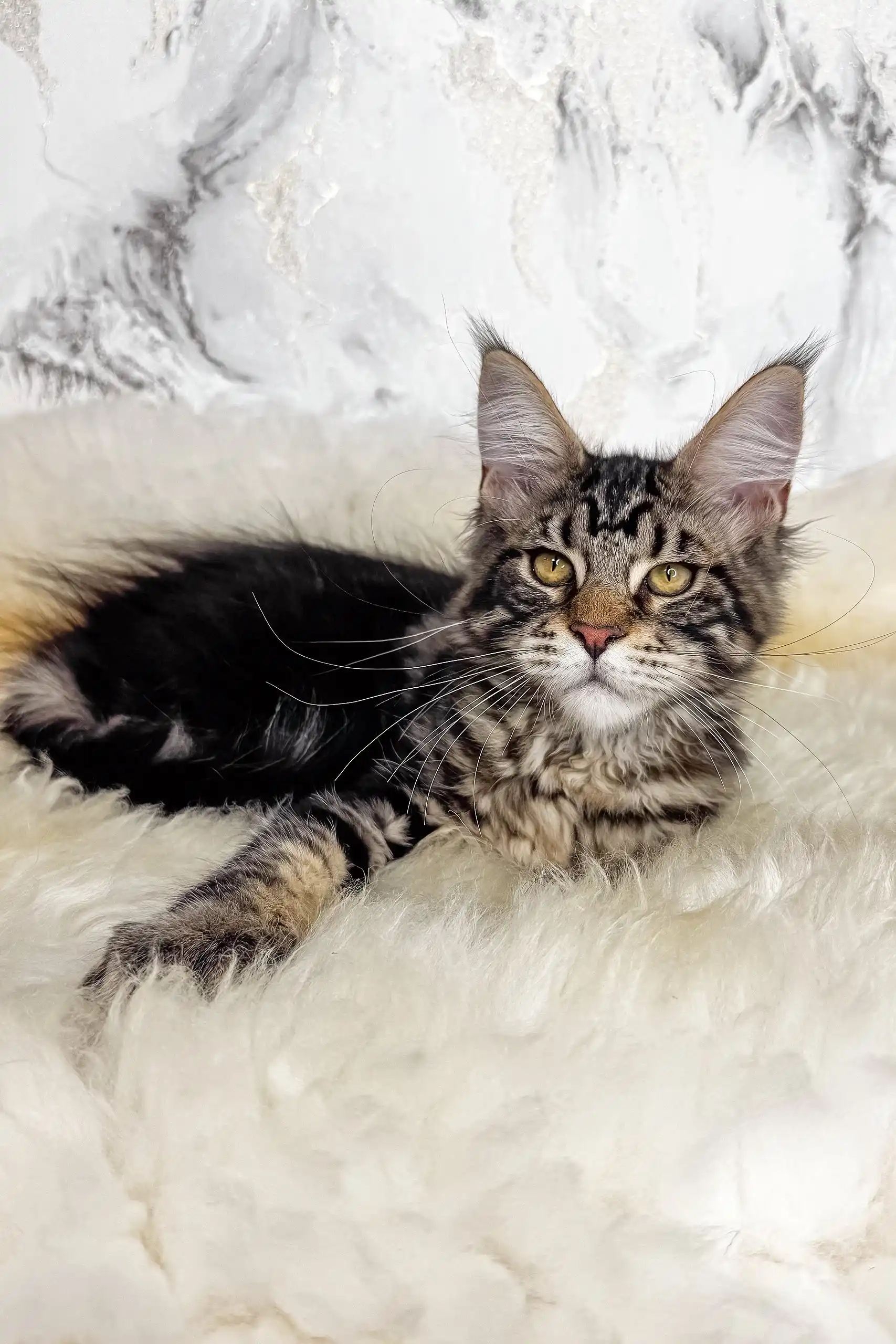 Artey | Maine Coon Kitten - Image 3