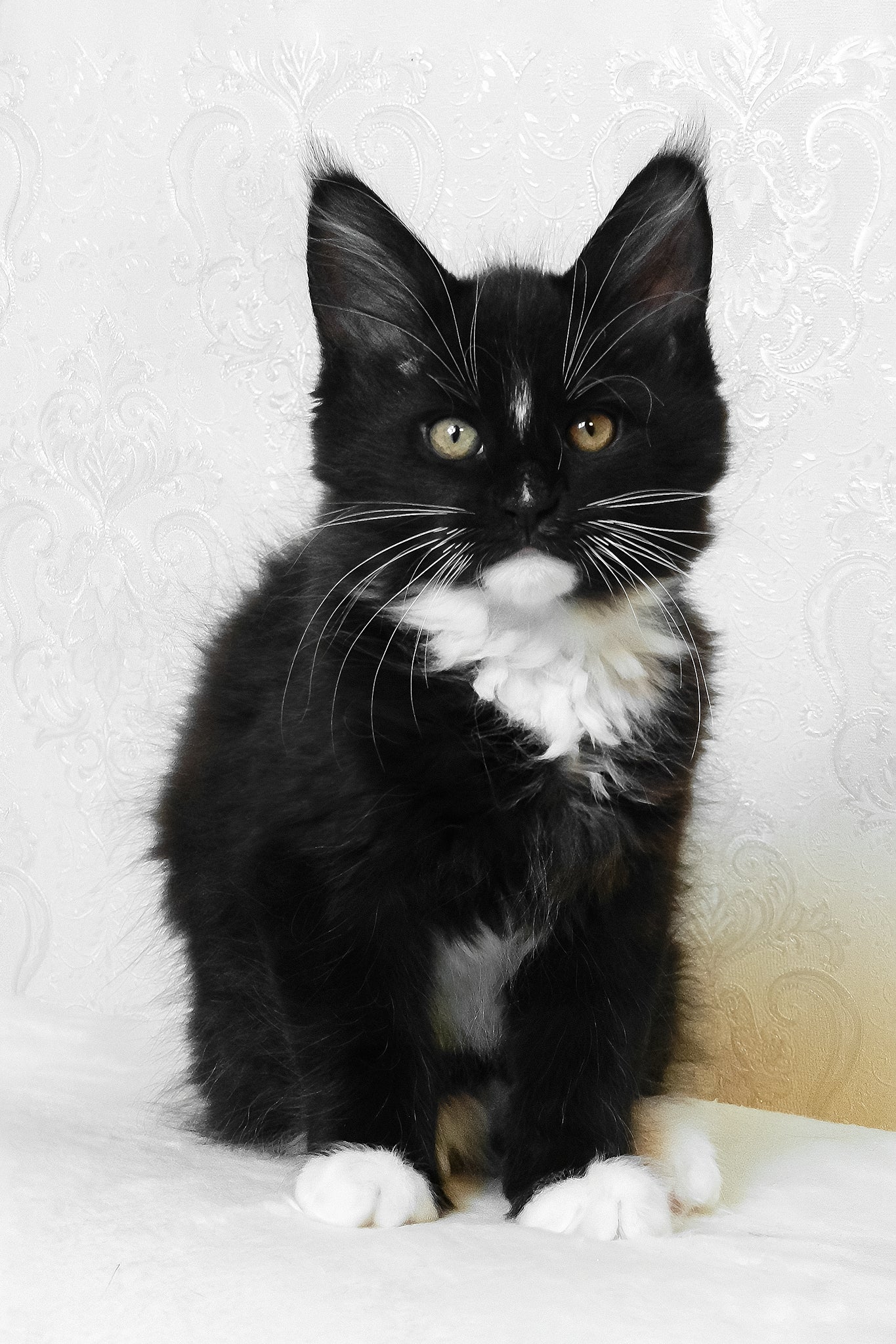 Arthur | Maine Coon Kitten - Image 10