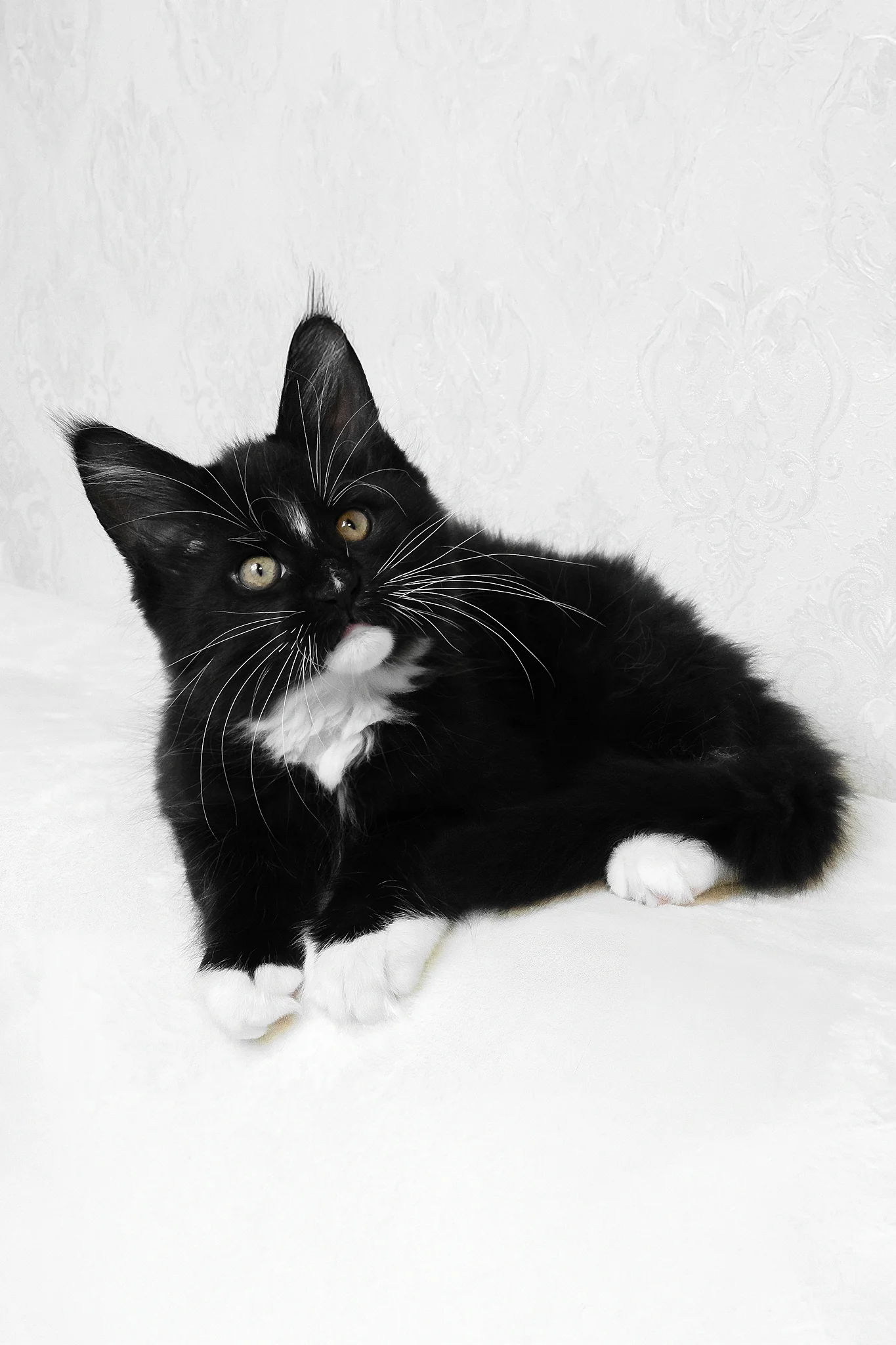 Arthur | Maine Coon Kitten - Image 5