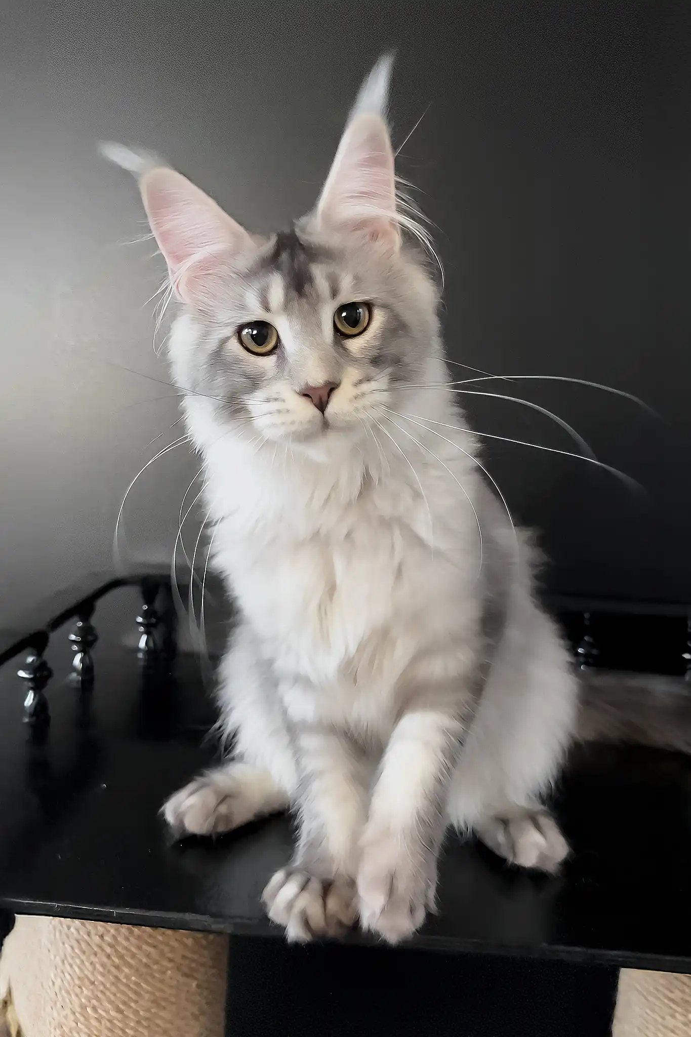 Artur | Maine Coon Kitten - Image 8