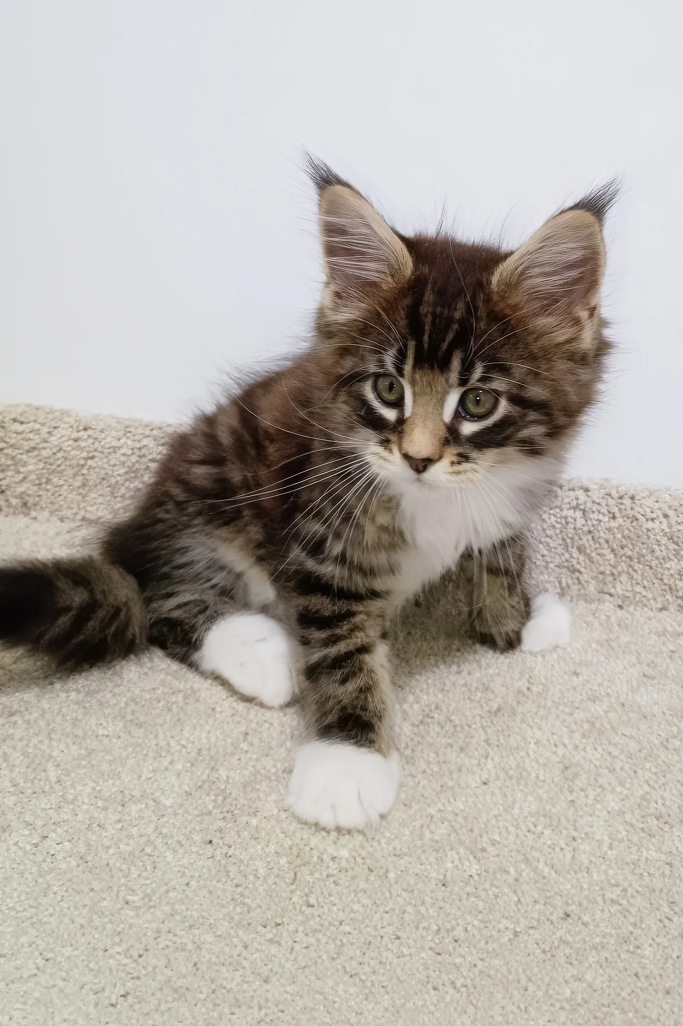 Atos | Maine Coon Kitten - Image 6