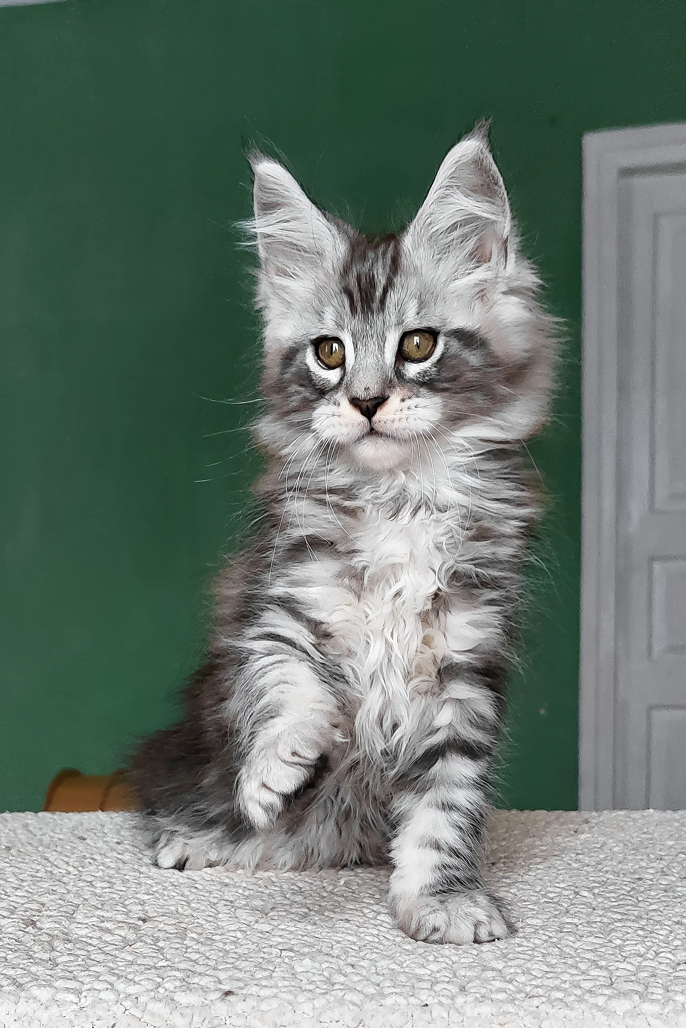 Austin | Maine Coon Kitten - Image 7
