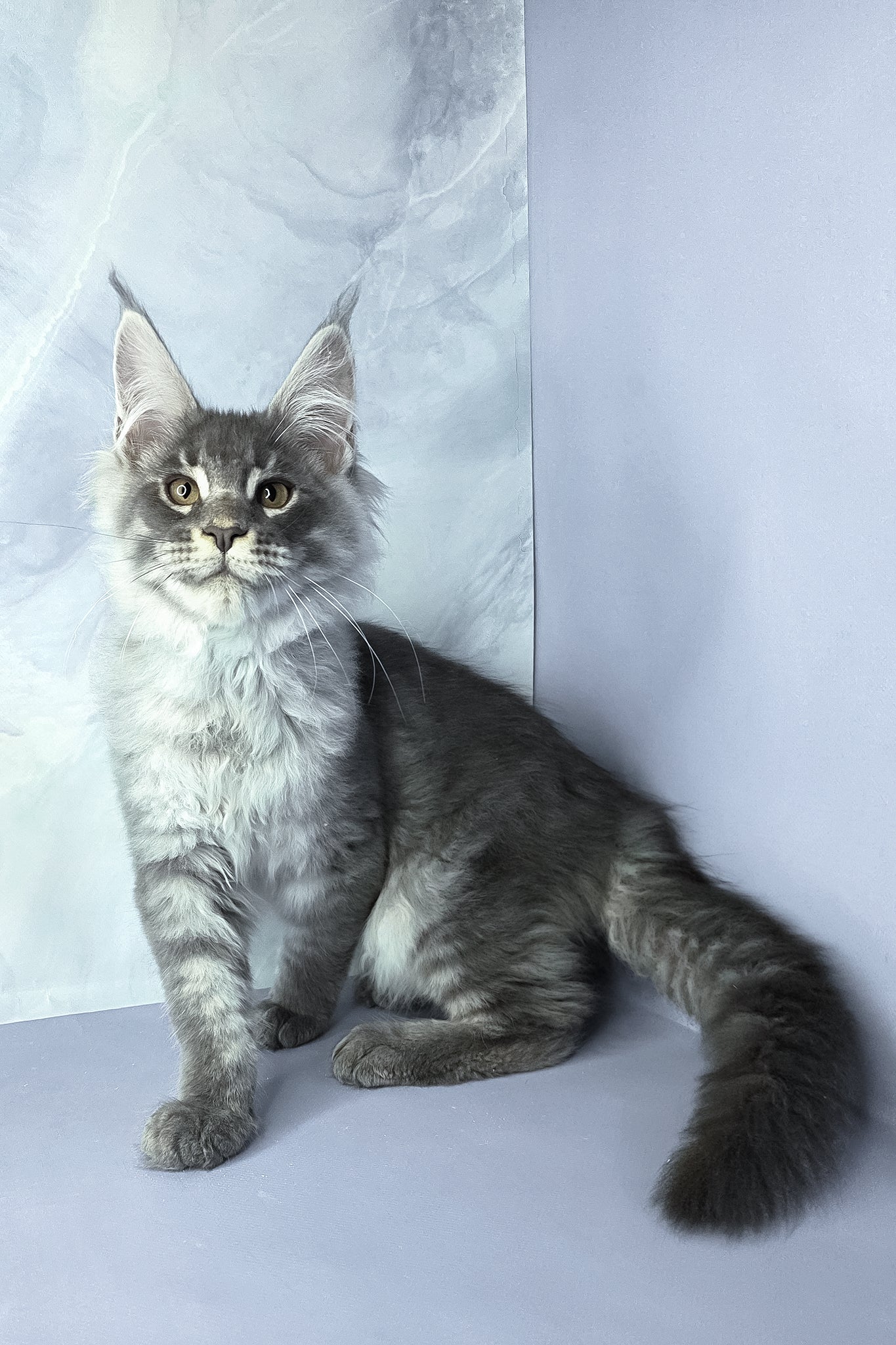 Axel | Maine Coon Kitten - Image 2