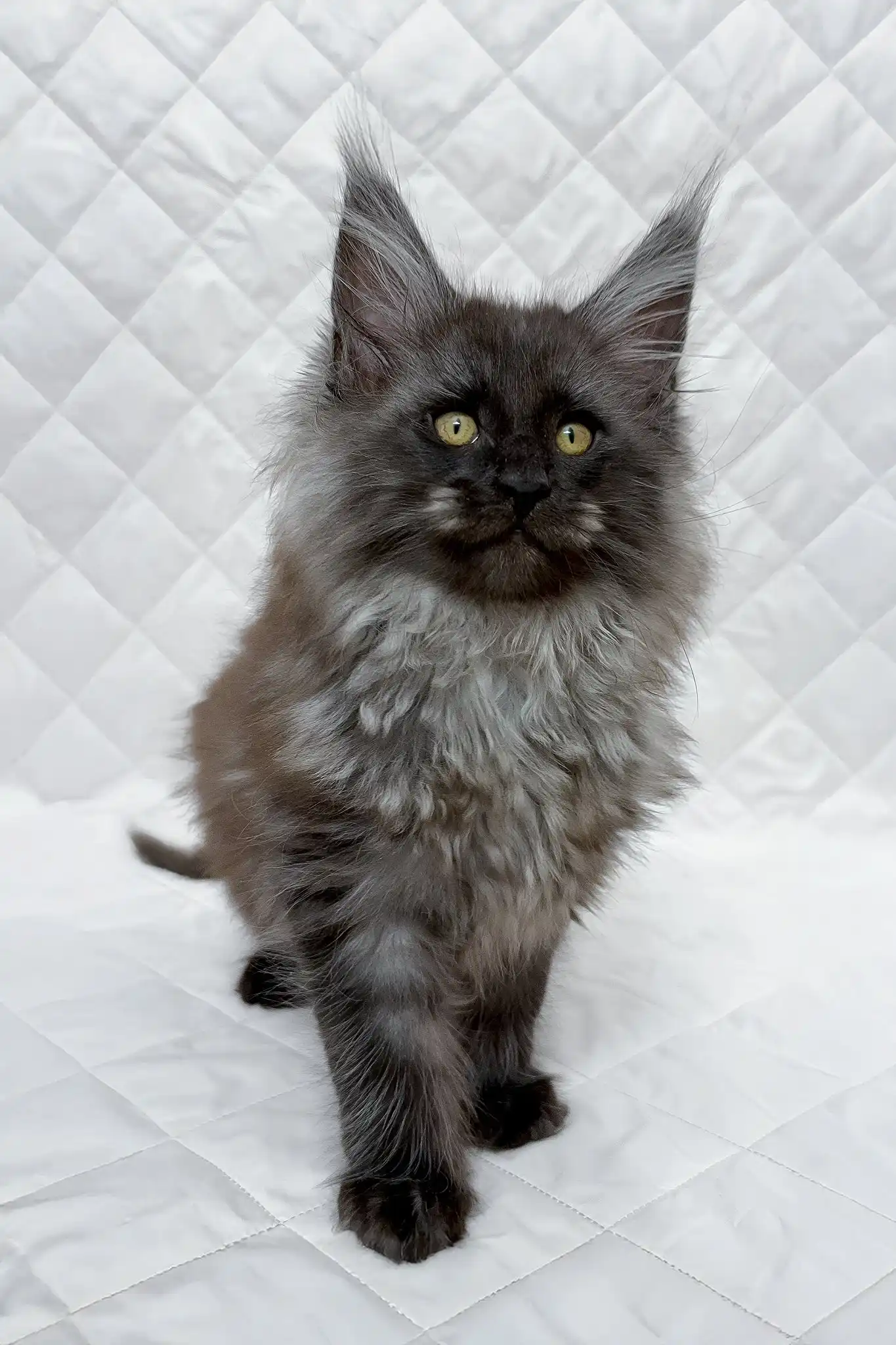 Baron | Maine Coon Kitten - Image 3