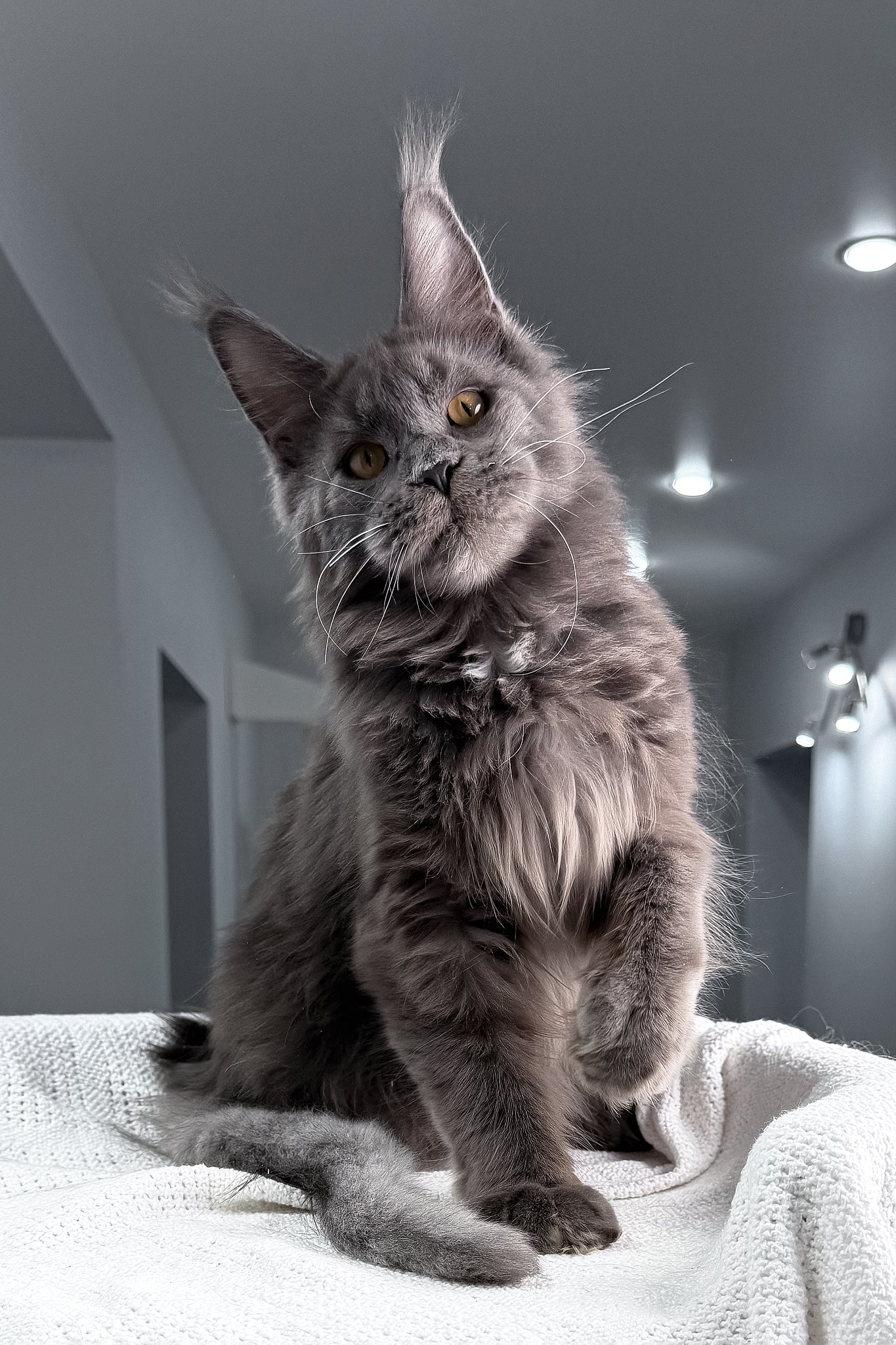 Baron | Maine Coon Kitten - Image 6