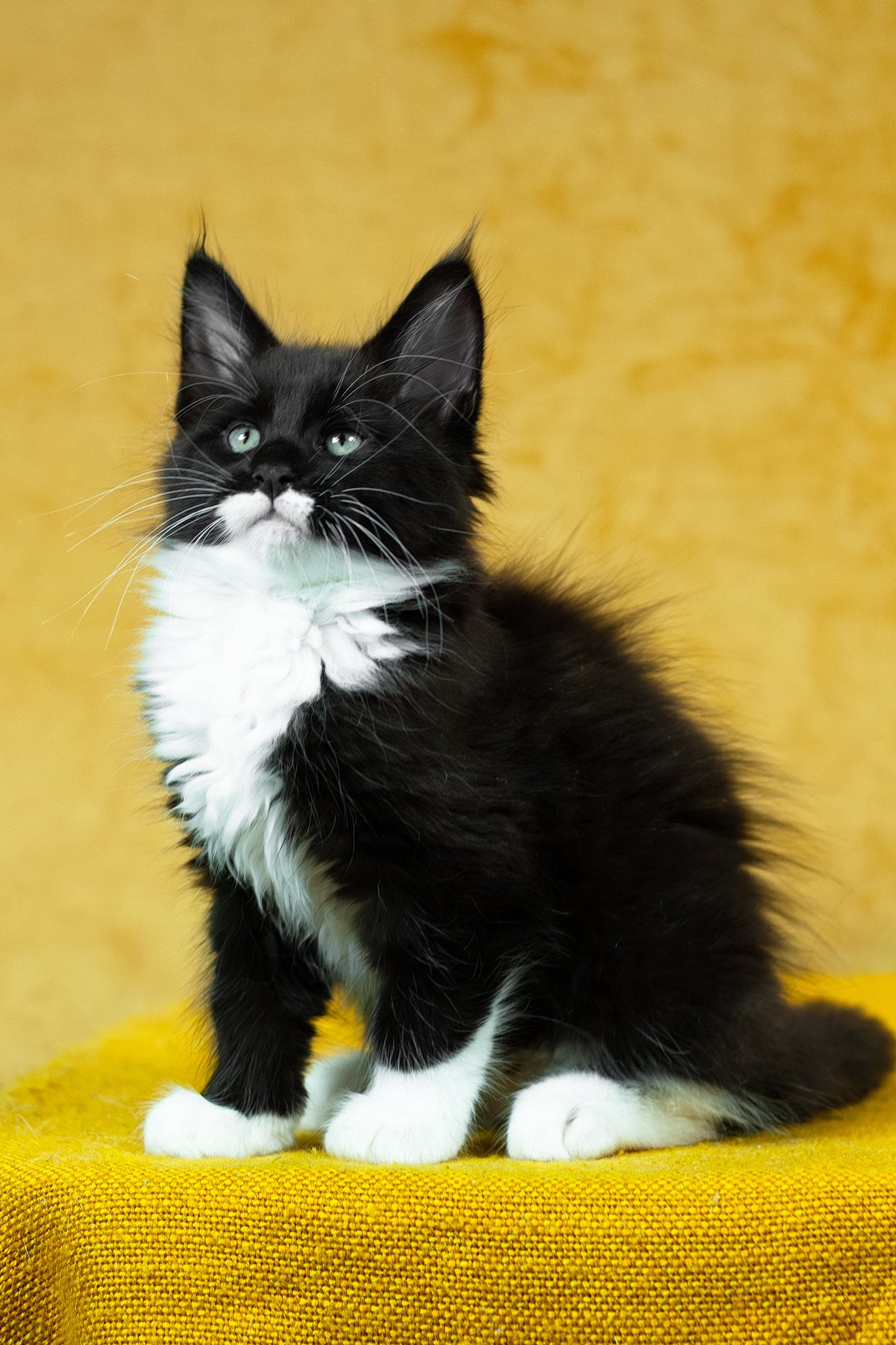 Batman | Maine Coon Kitten - Image 3
