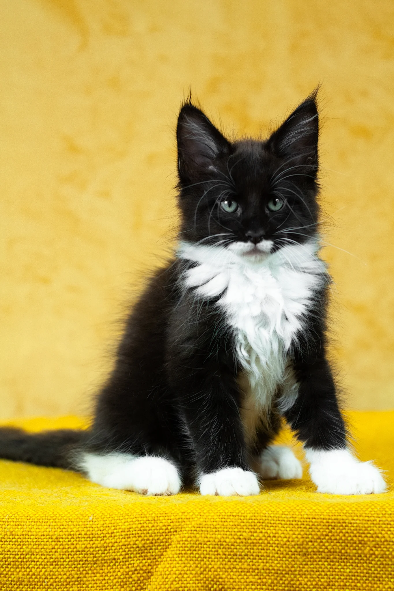 Batman | Maine Coon Kitten - Image 8