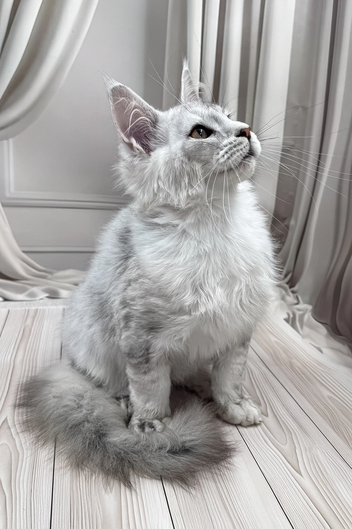 Bazzy | Maine Coon Kitten - Image 4