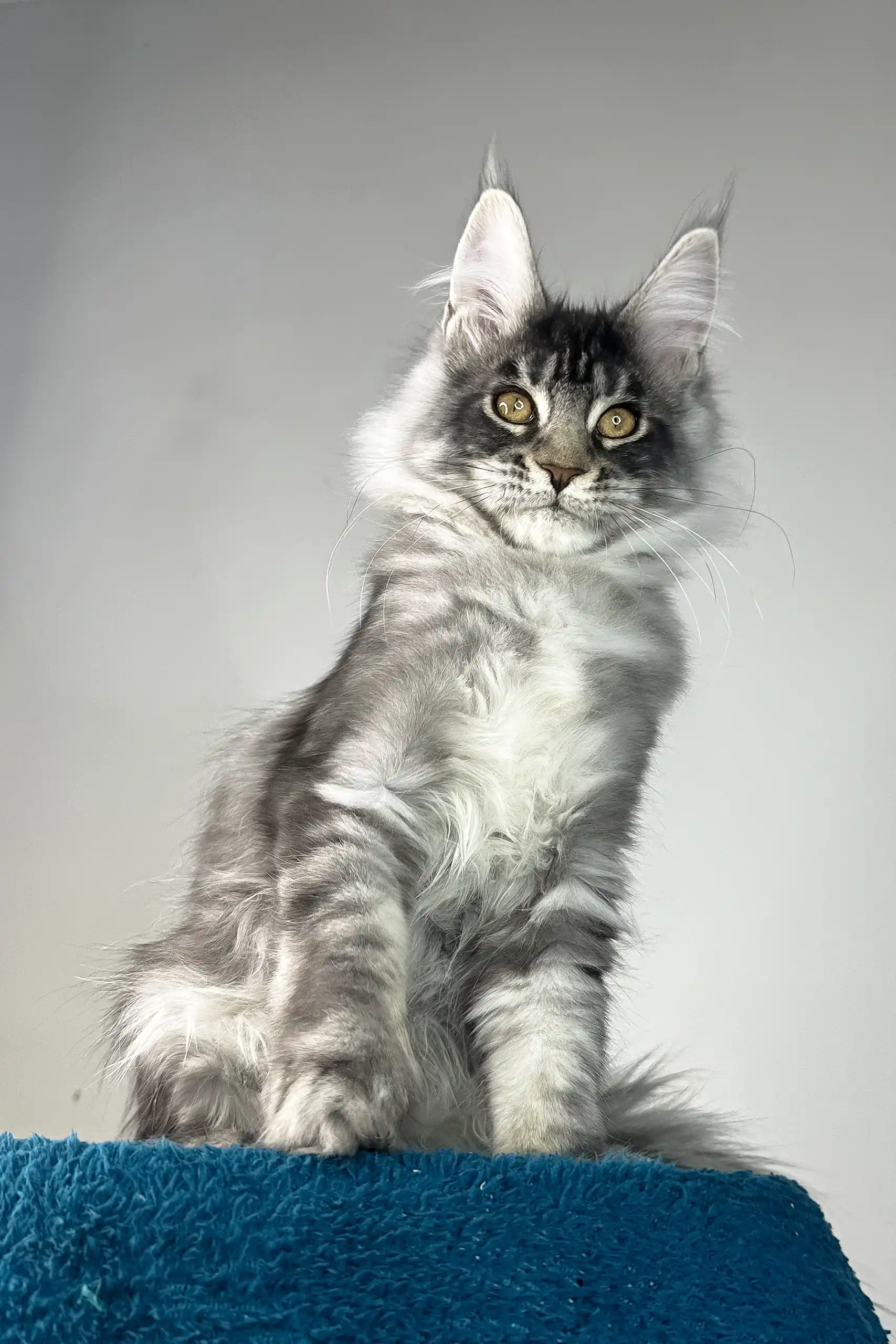 Benjamin | Maine Coon Kitten - Image 7