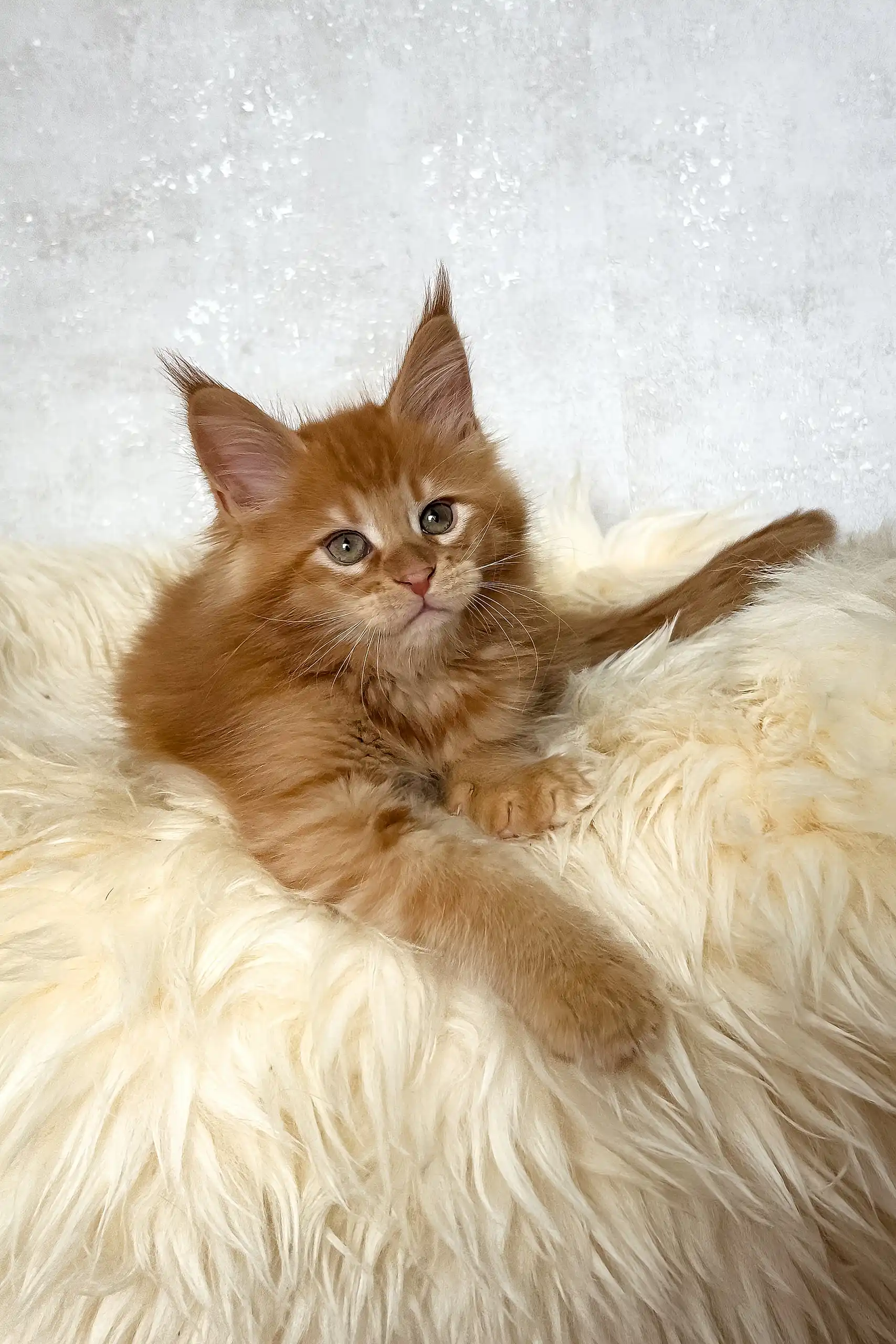 Benji | Maine Coon Kitten - Image 7