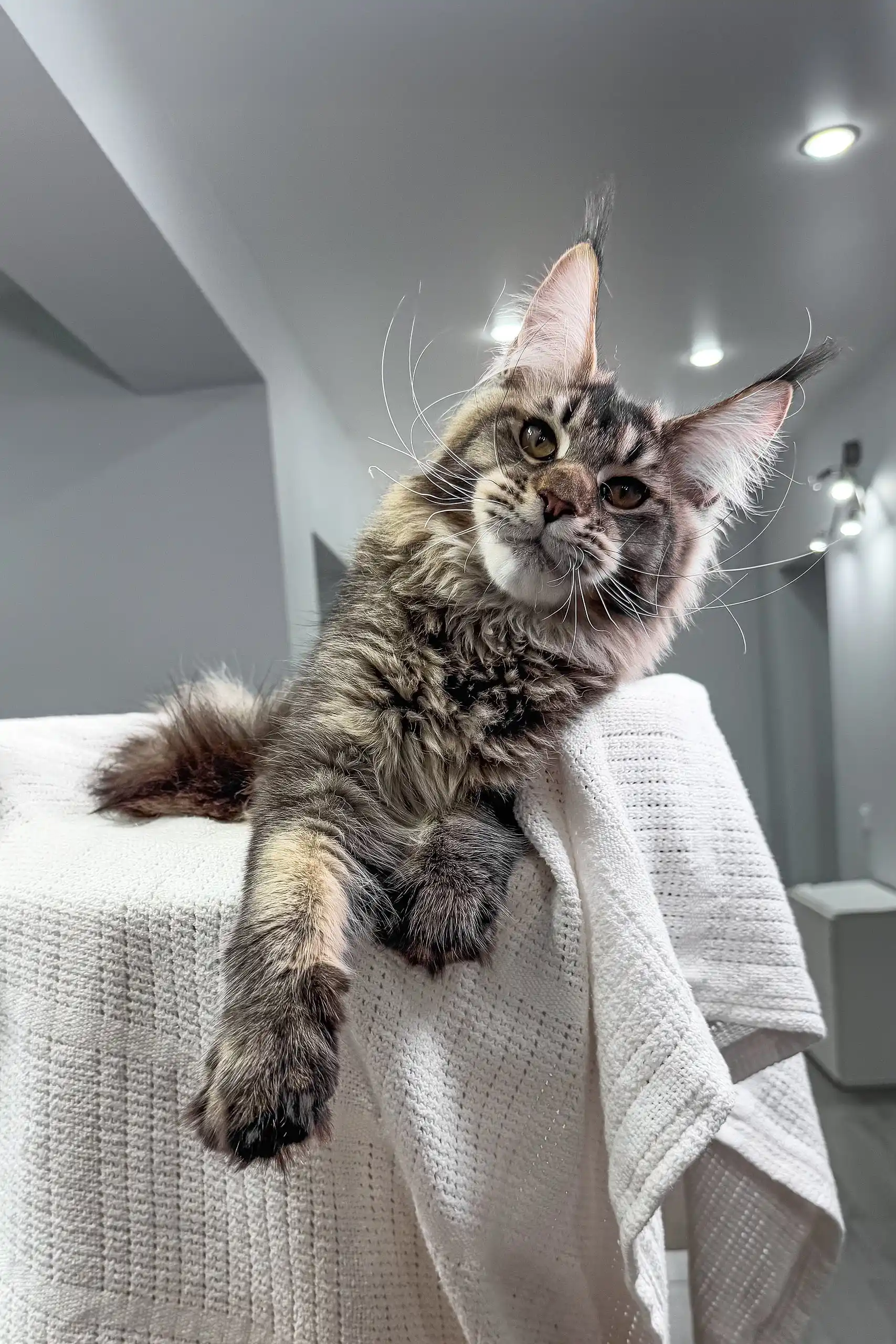 Beverley | Maine Coon Kitten - Image 6