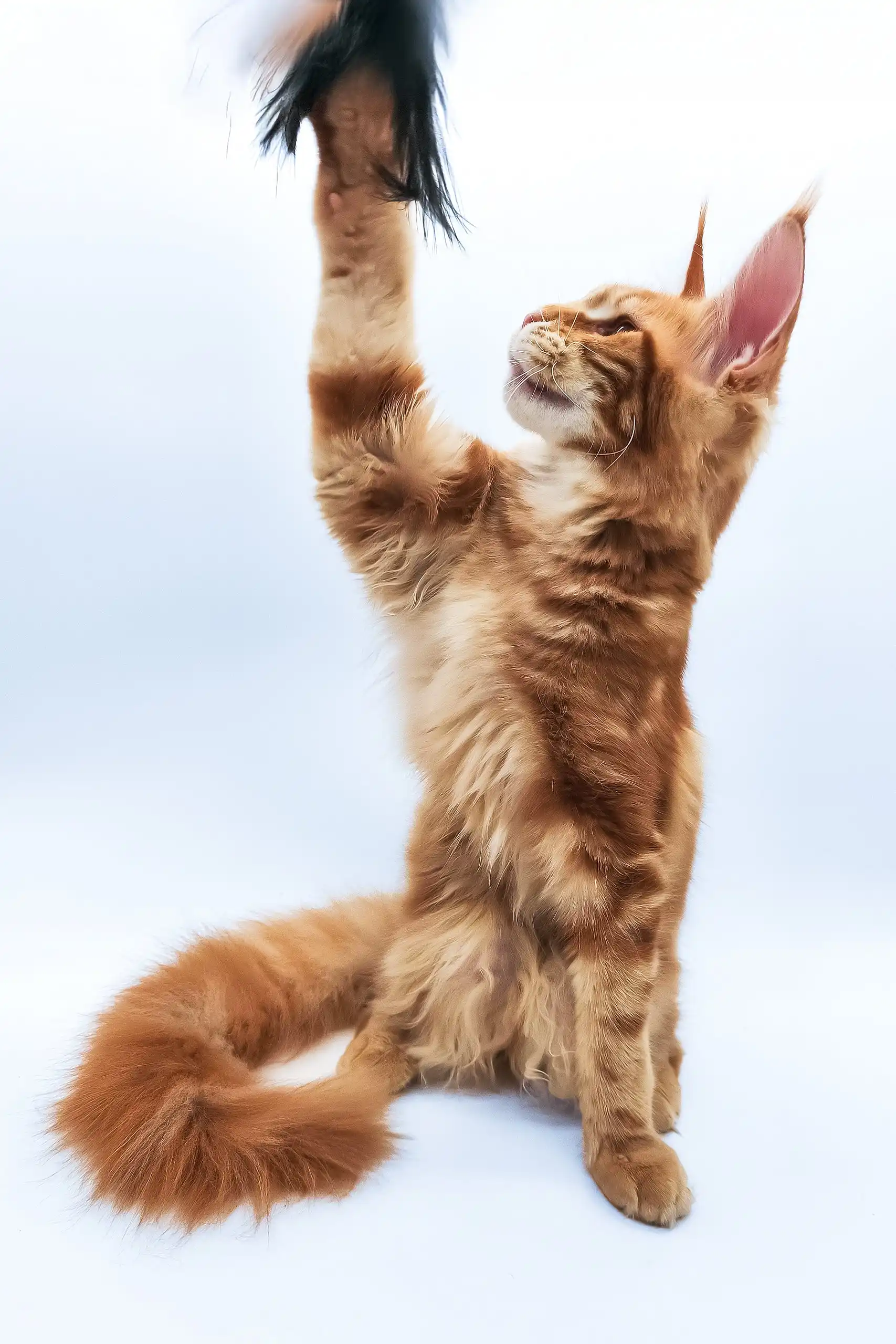 Bobby | Maine Coon Kitten - Image 5