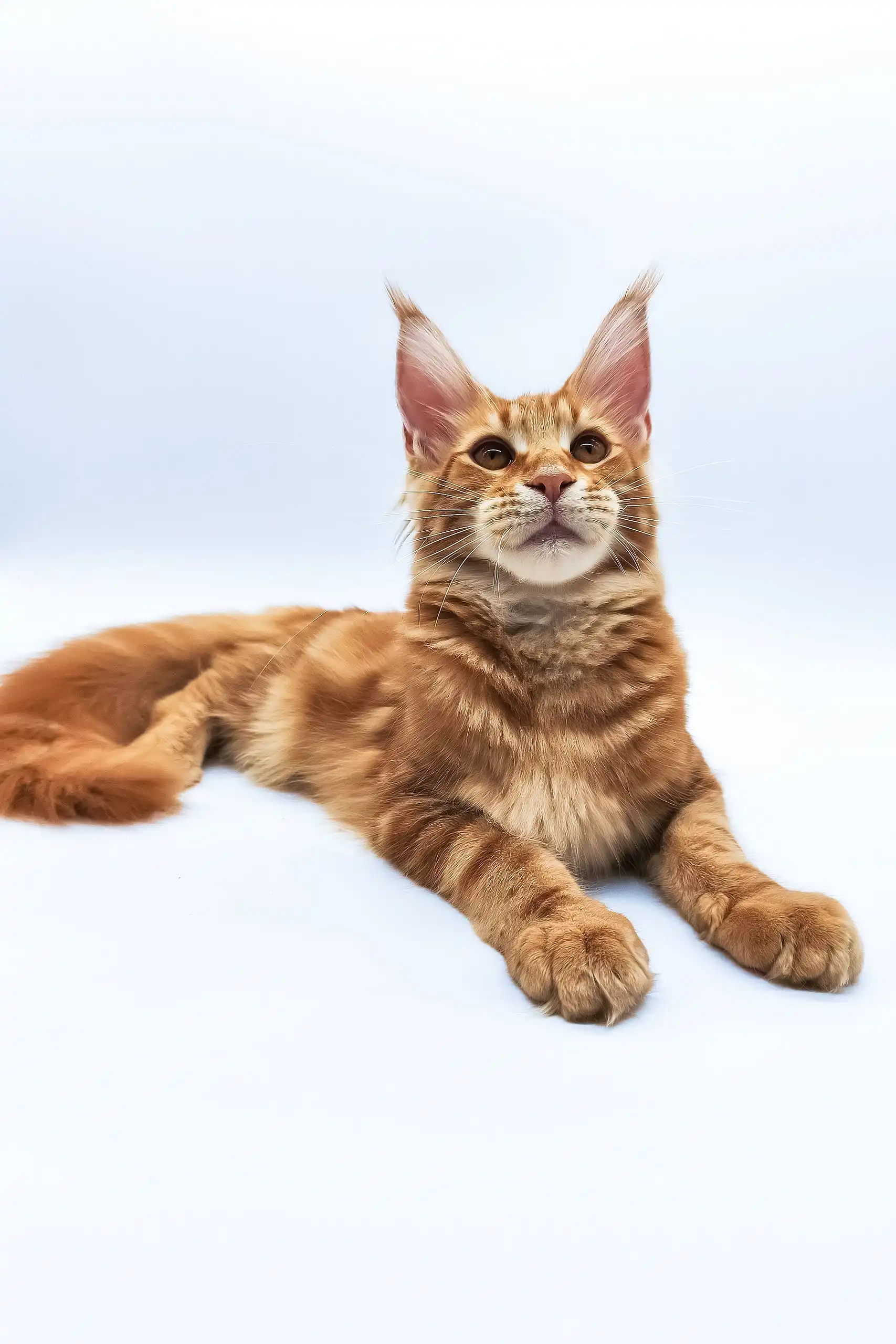 Bobby | Maine Coon Kitten - Image 8