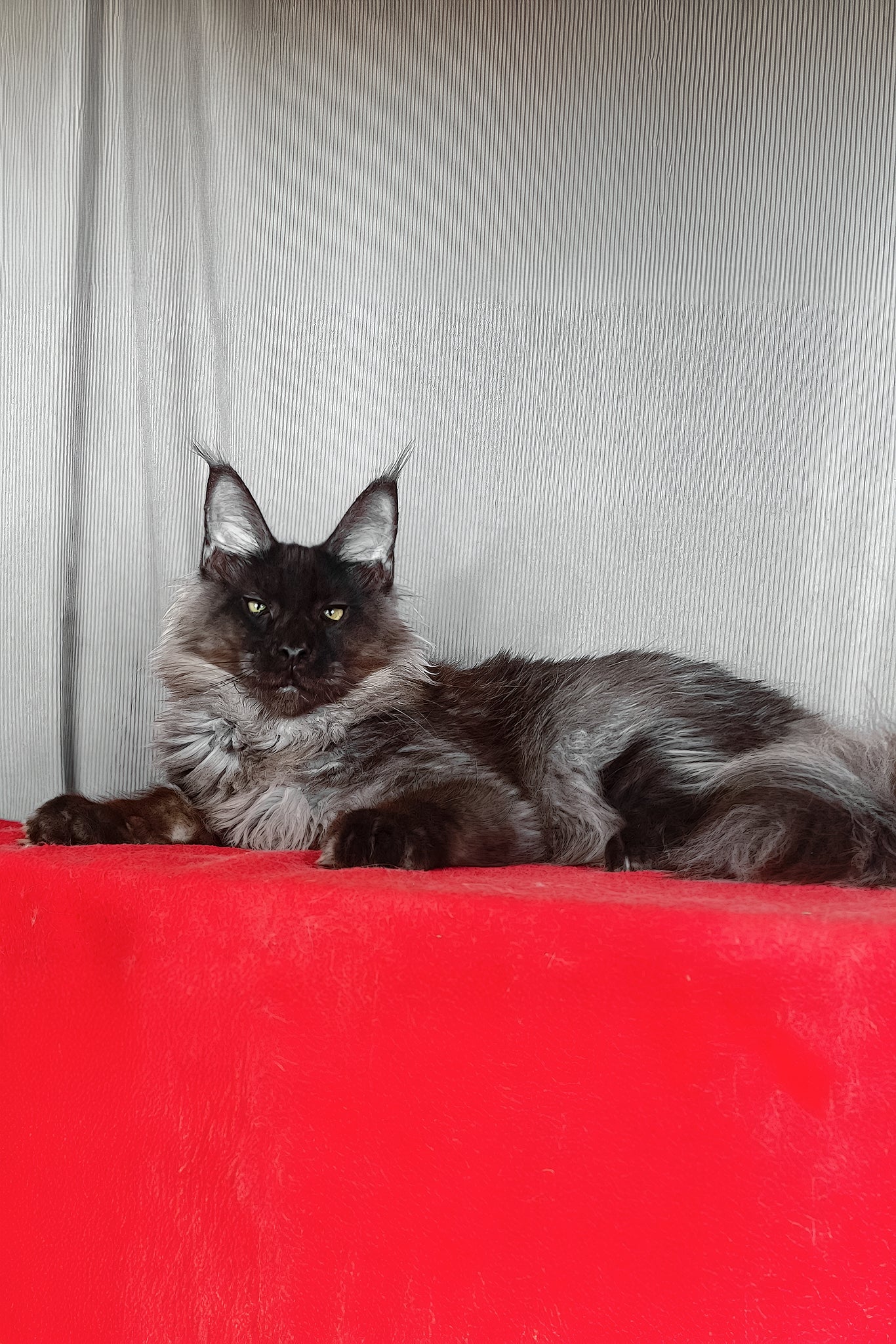 Boris | Maine Coon Kitten - Image 2