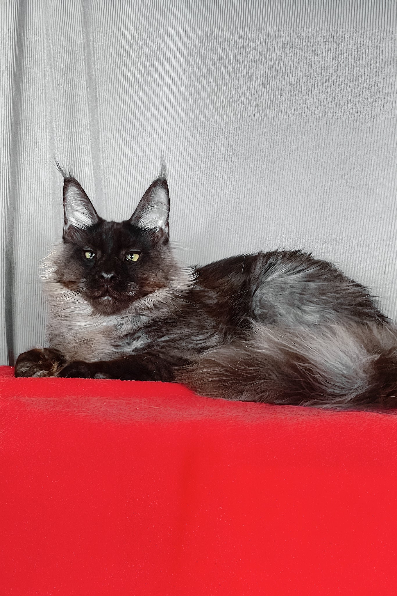 Boris | Maine Coon Kitten - Image 4