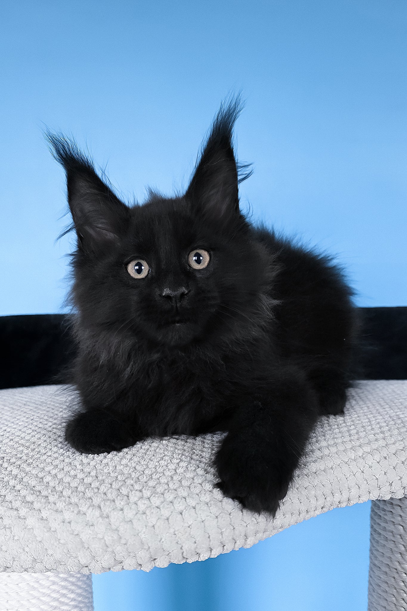 Boris | Maine Coon Kitten - Image 2