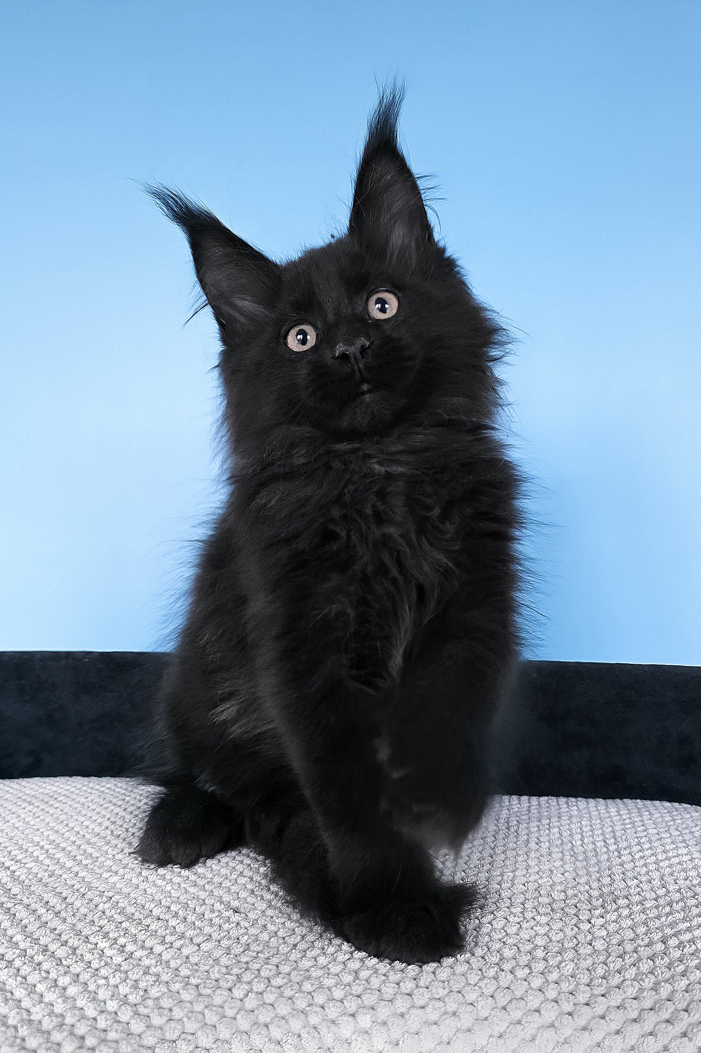Boris | Maine Coon Kitten - Image 5