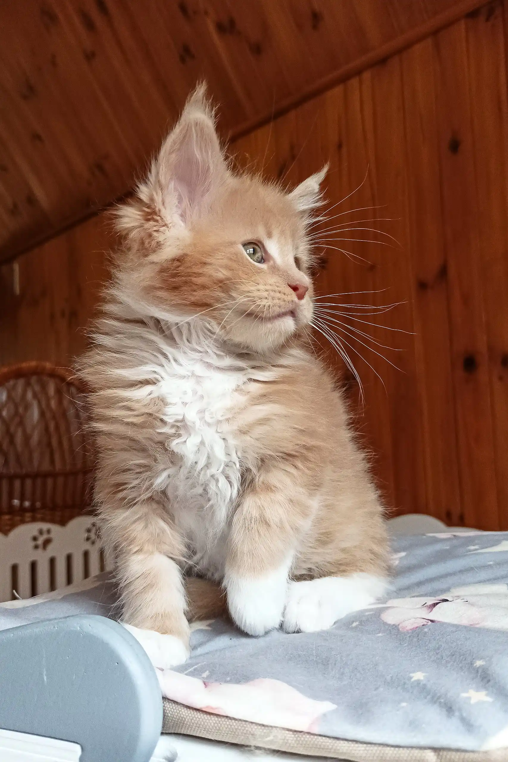 Boss | Maine Coon Kitten - Image 8