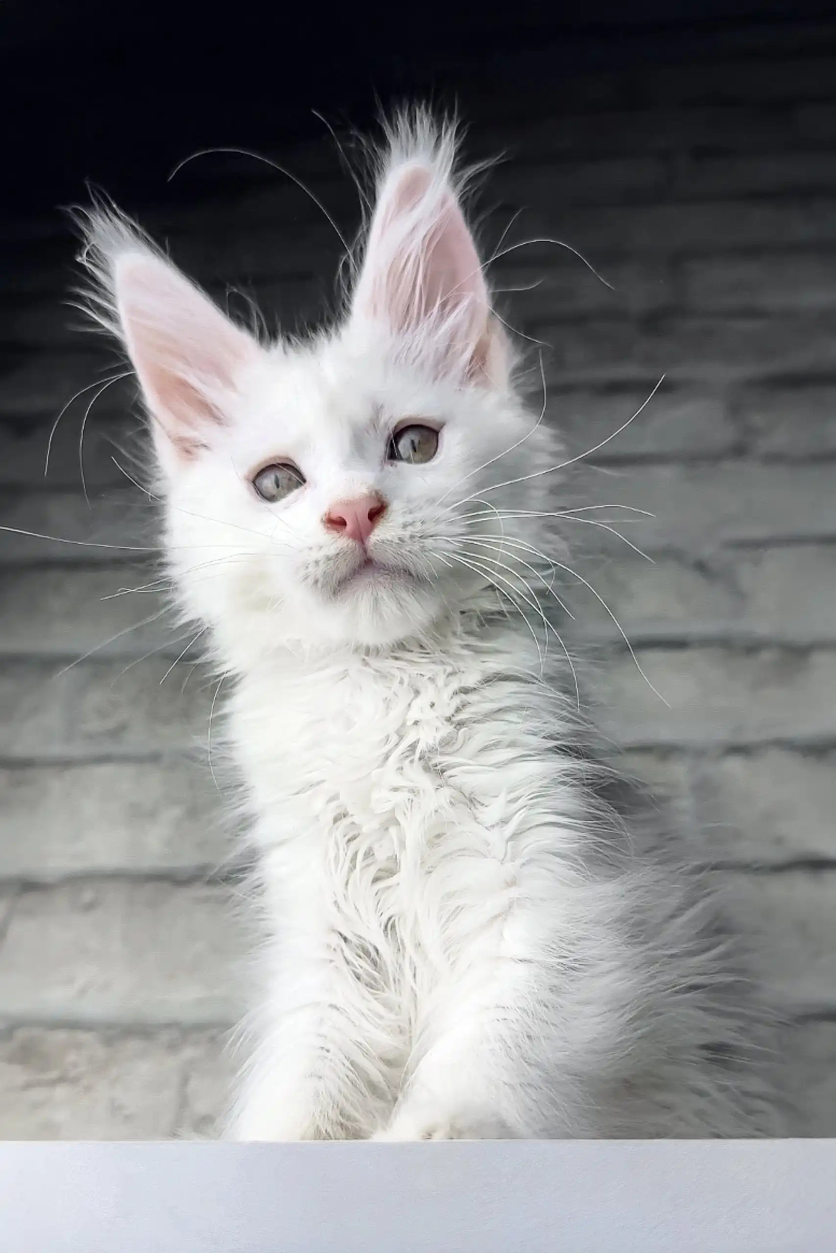 Boston | Maine Coon Kitten - Image 2