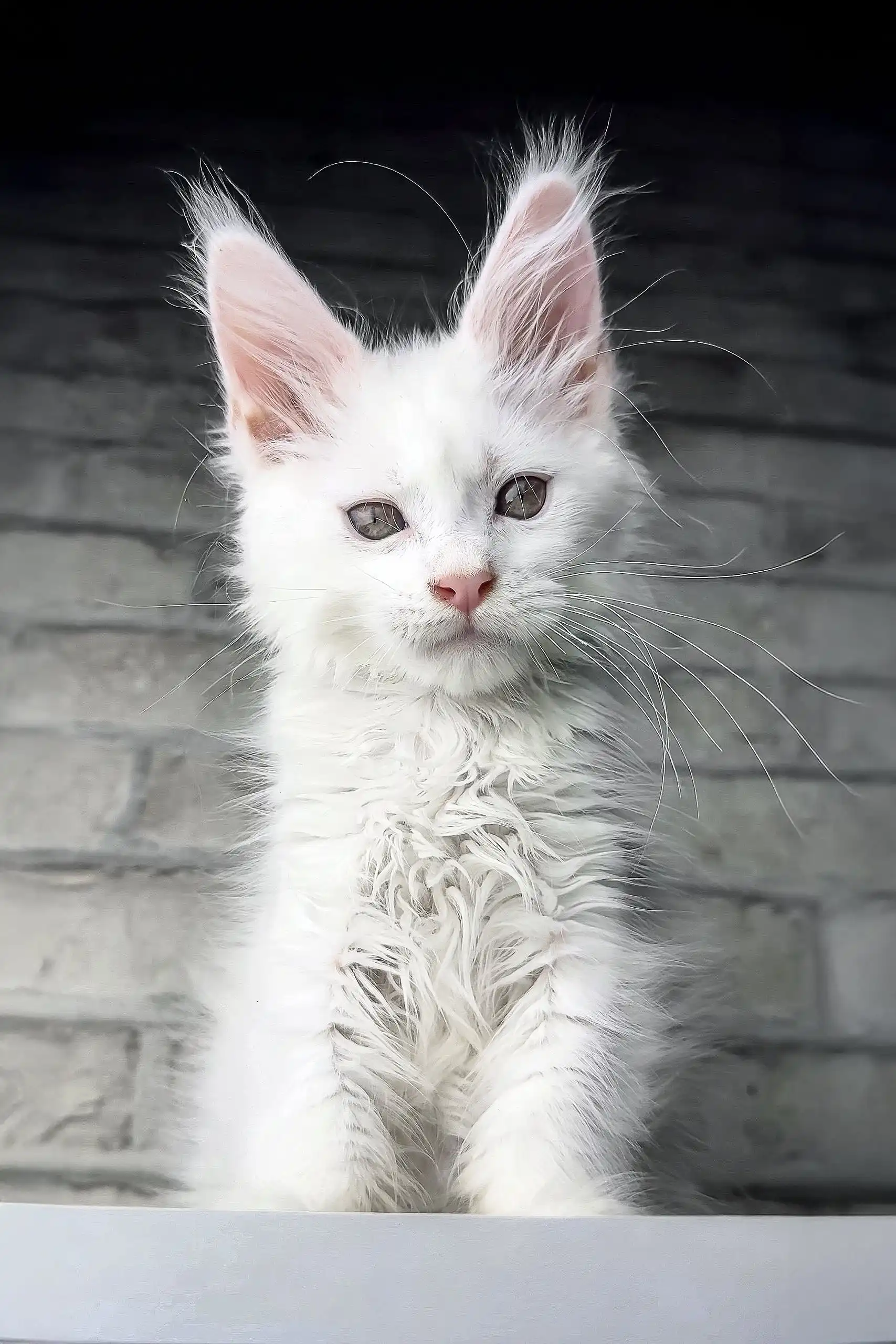 Boston | Maine Coon Kitten - Image 5