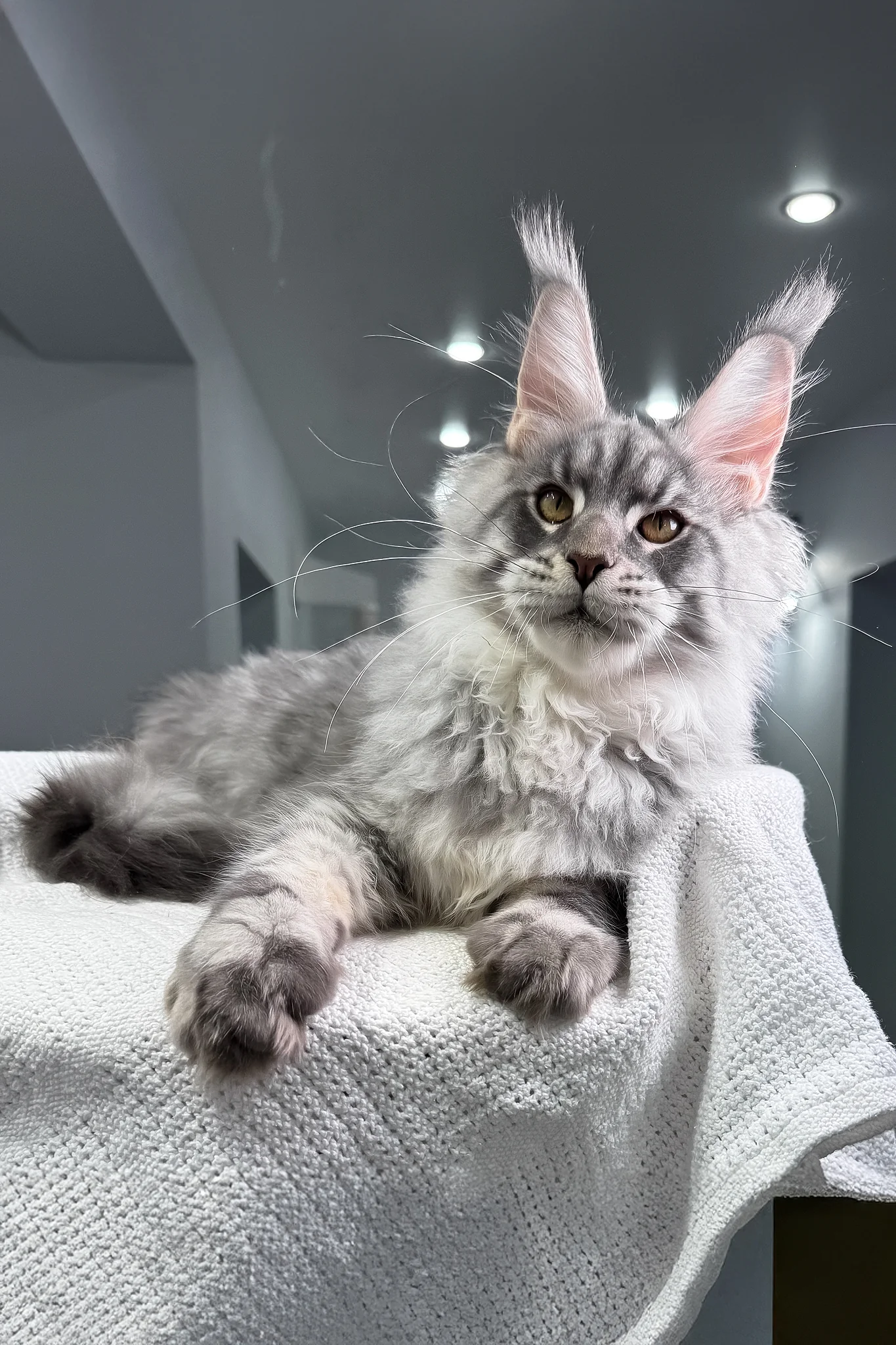 Bright | Maine Coon Kitten - Image 13
