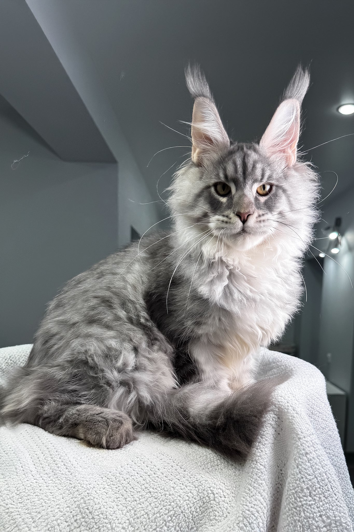 Bright | Maine Coon Kitten - Image 7