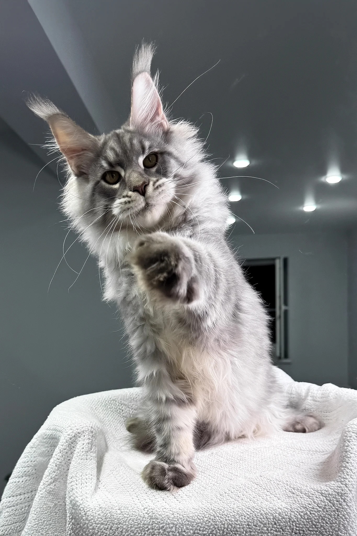 Bright | Maine Coon Kitten - Image 8