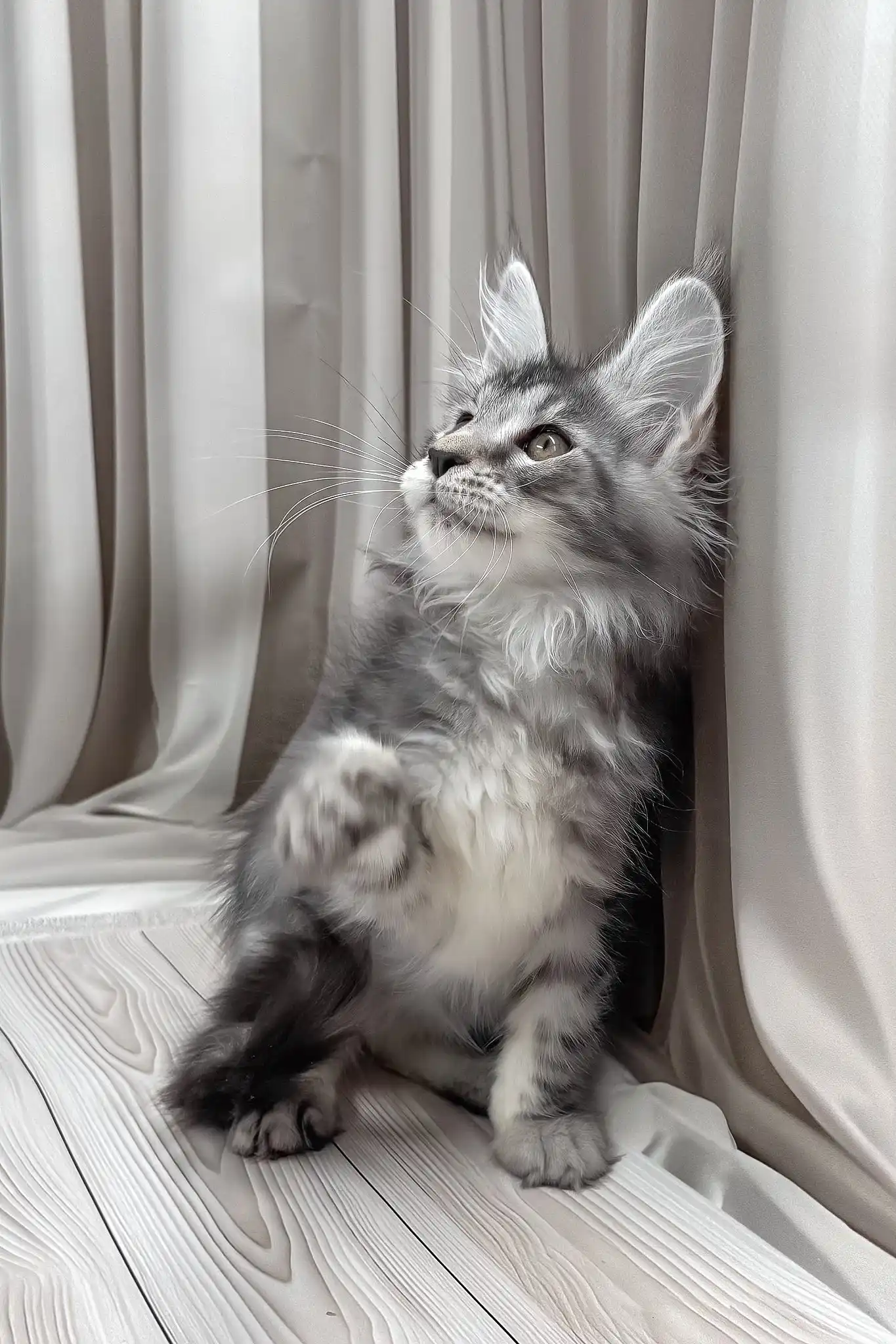 Bruno | Maine Coon Kitten - Image 7