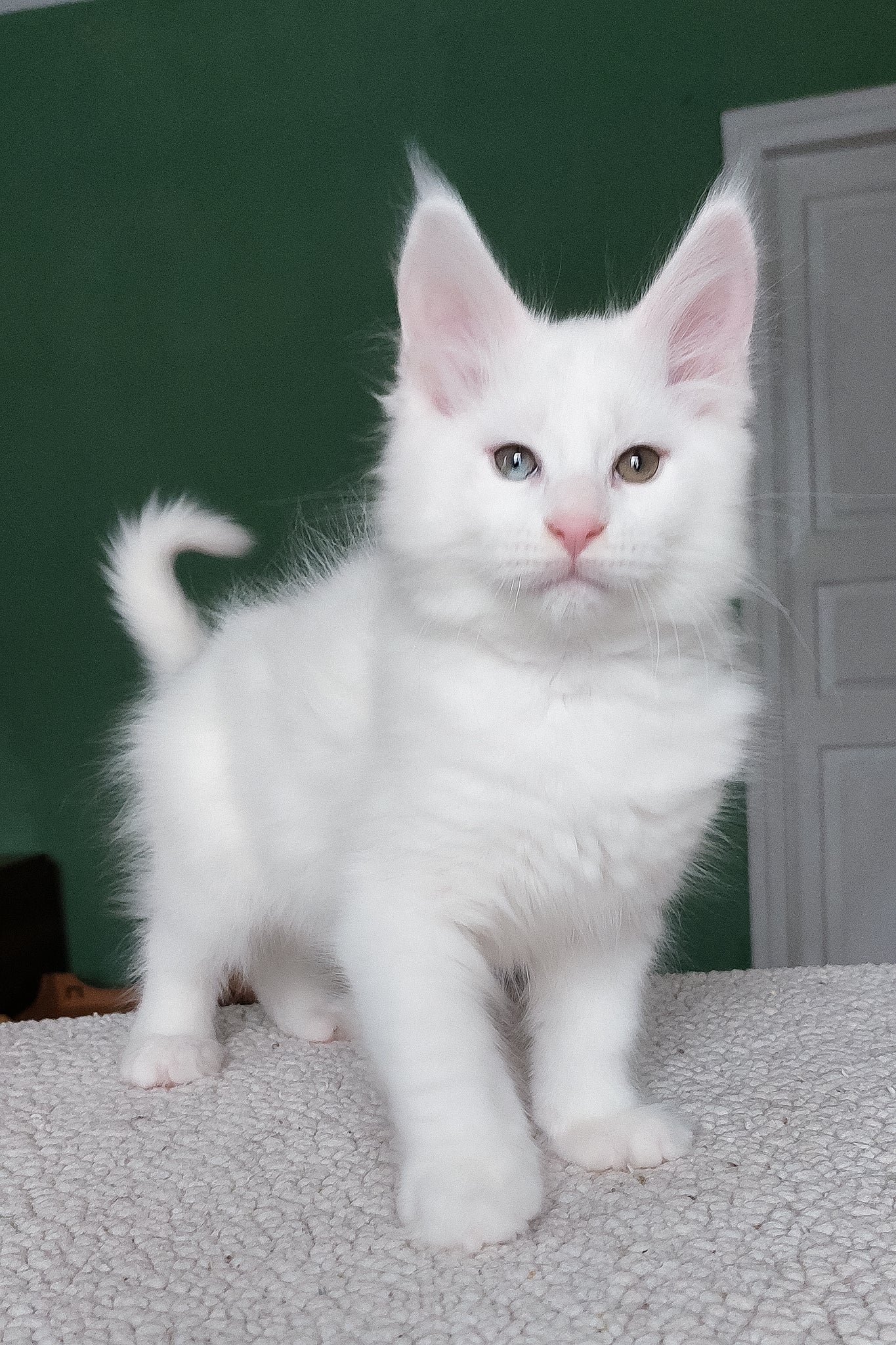 Caliph | Maine Coon Kitten - Image 3