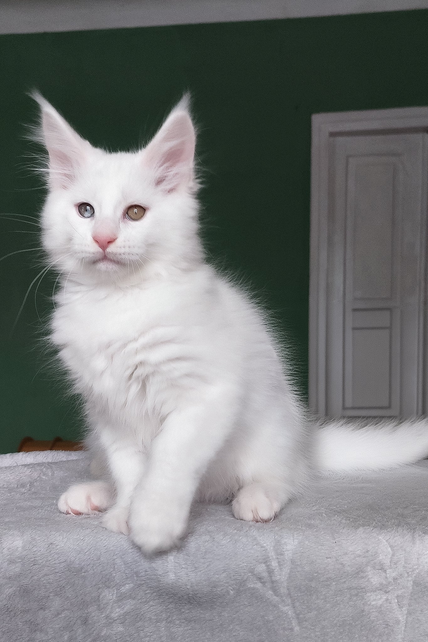 Caliph | Maine Coon Kitten - Image 6