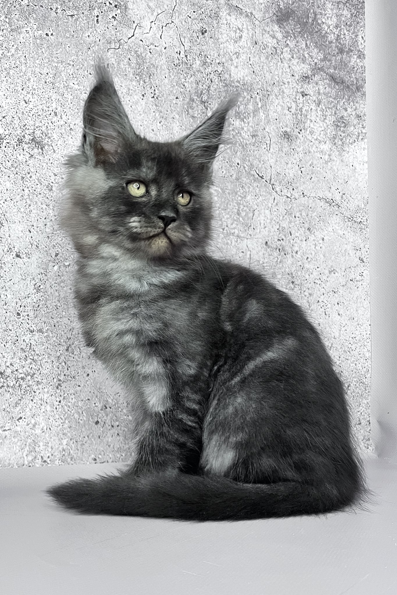 Calvin | Maine Coon Kitten - Image 8
