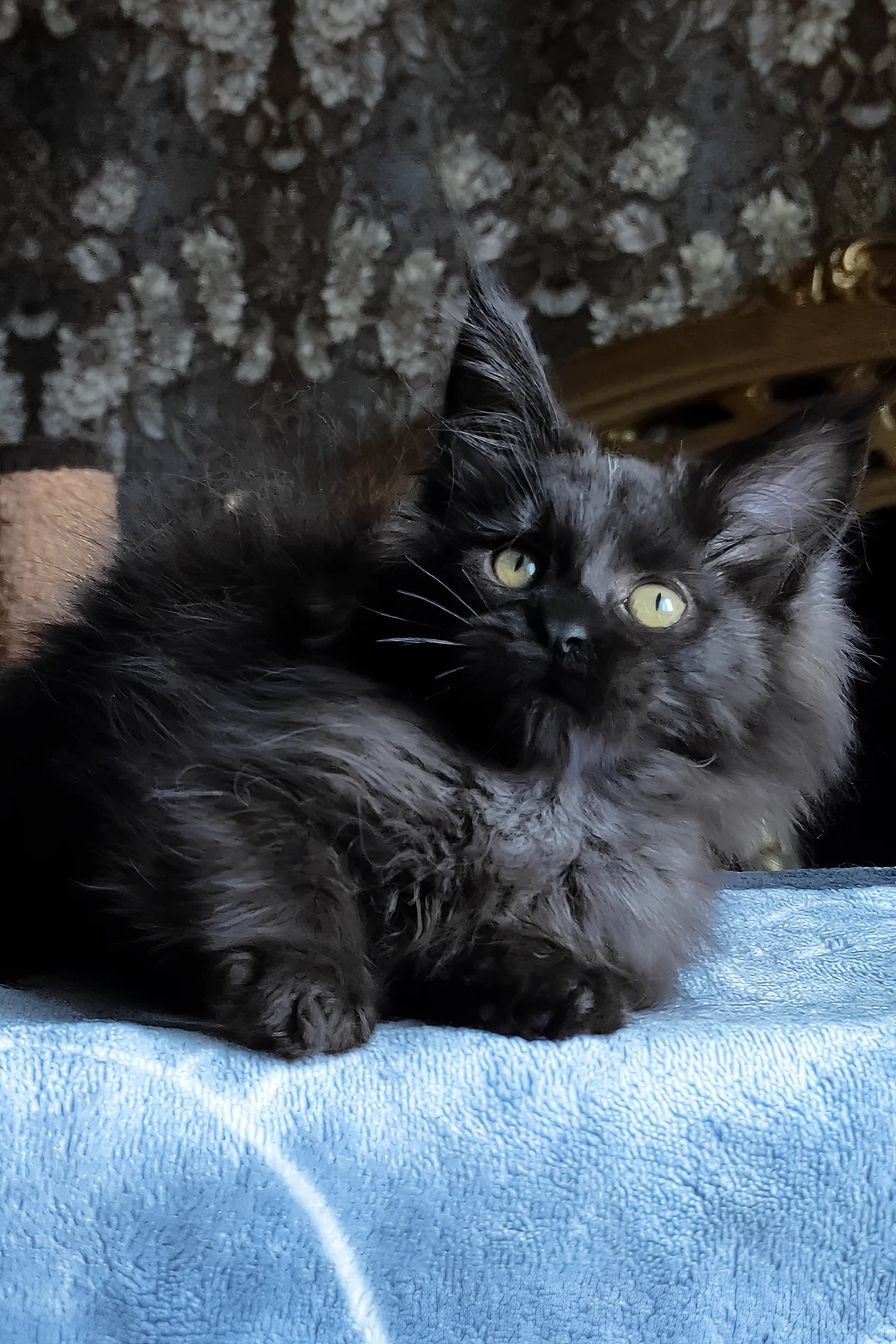 Carnelius | Maine Coon Kitten - Image 5