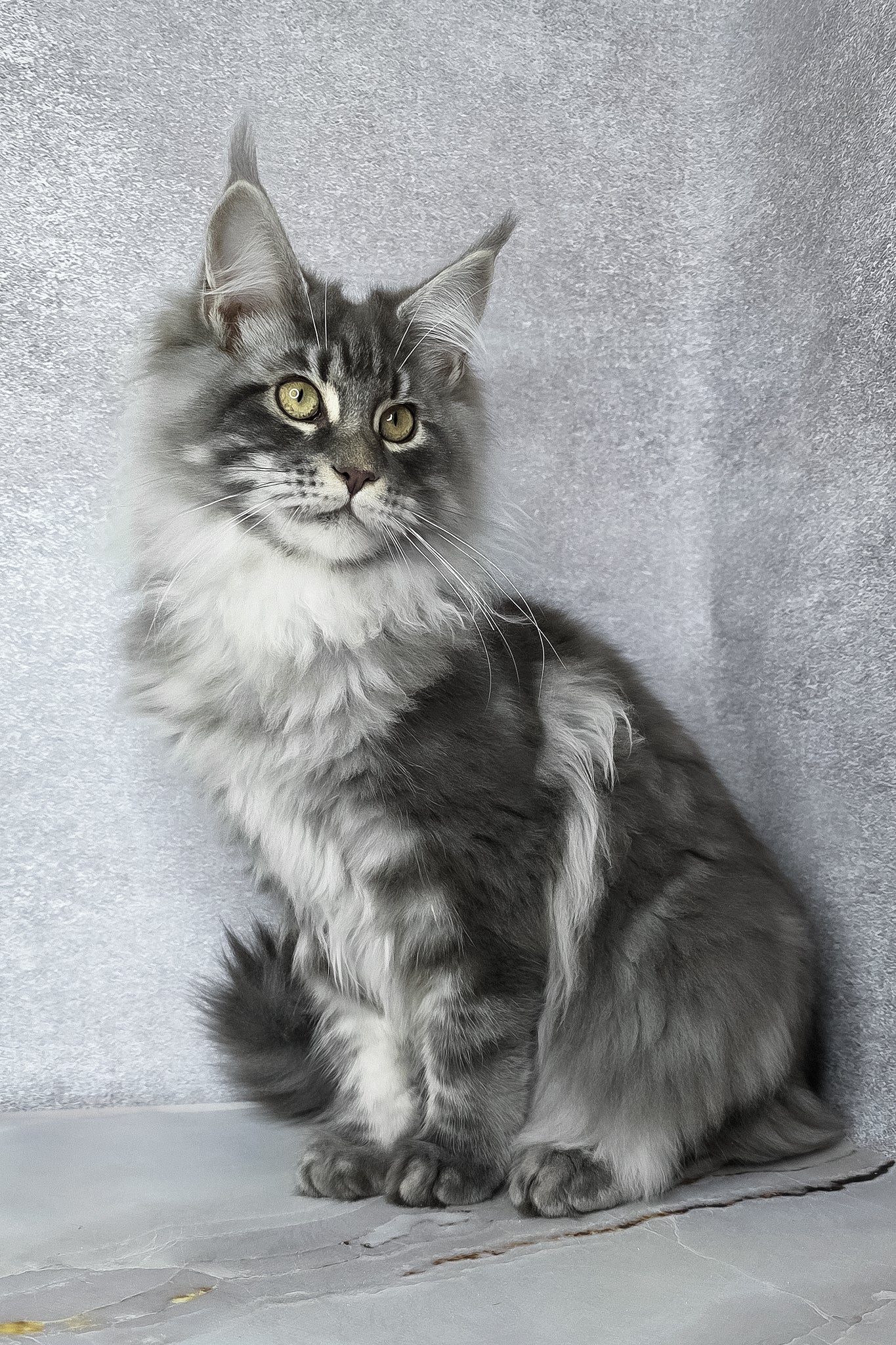 Carter | Maine Coon Kitten - Image 14