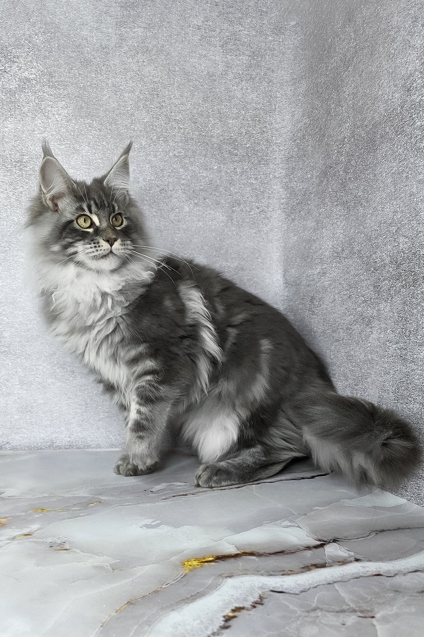 Carter | Maine Coon Kitten - Image 17