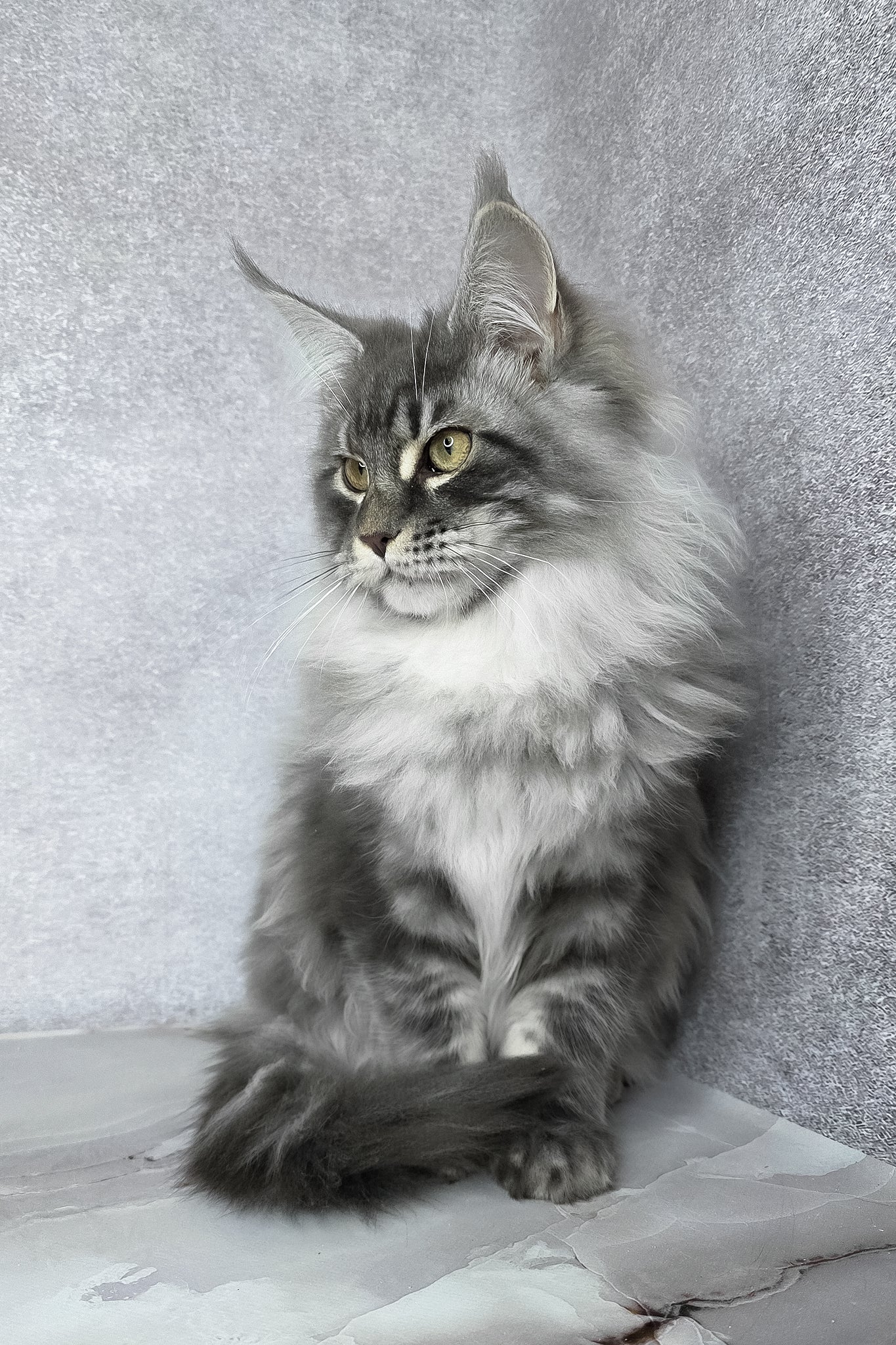 Carter | Maine Coon Kitten - Image 6