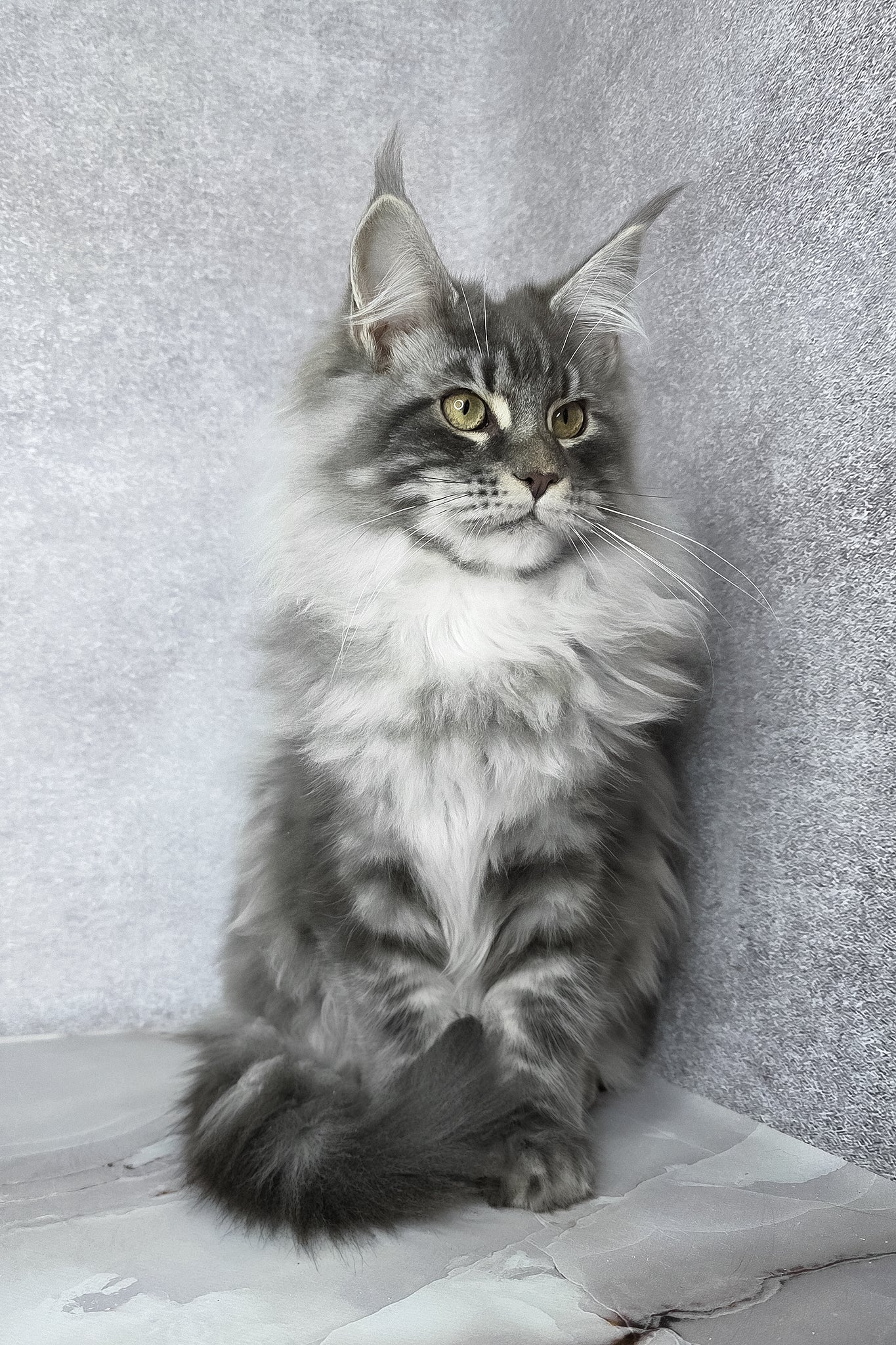 Carter | Maine Coon Kitten - Image 7