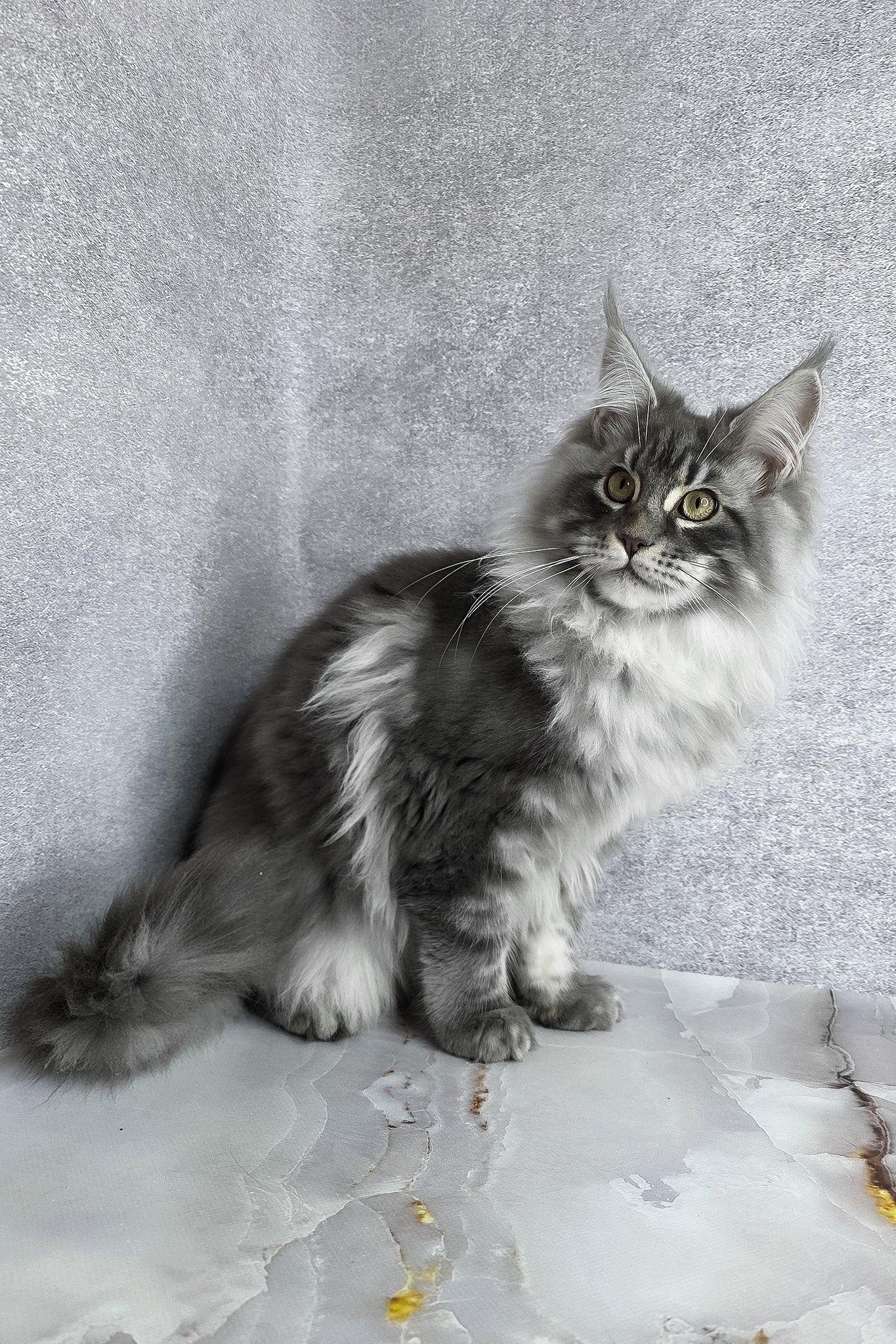 Carter | Maine Coon Kitten - Image 9
