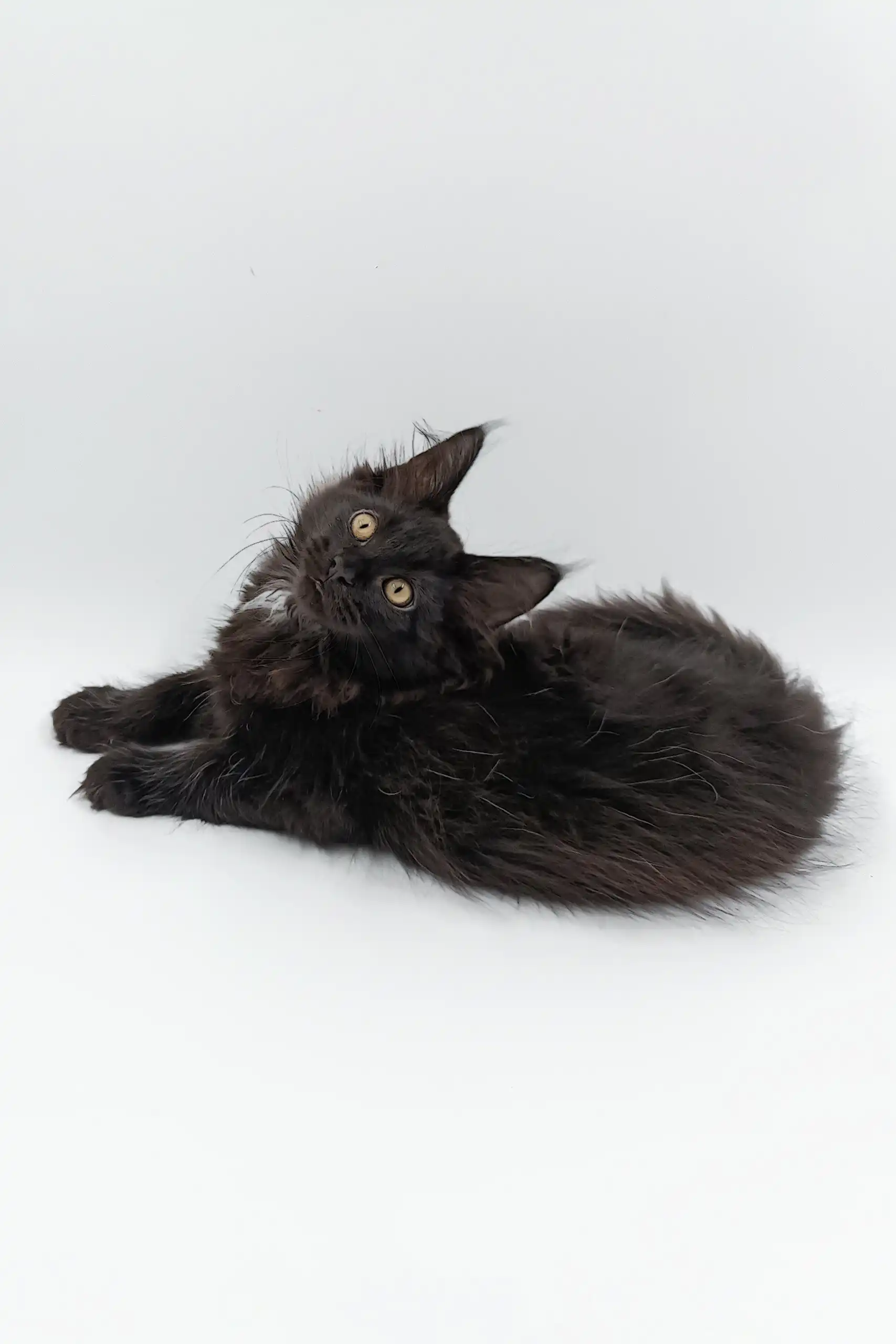 Cartier | Maine Coon Kitten - Image 4