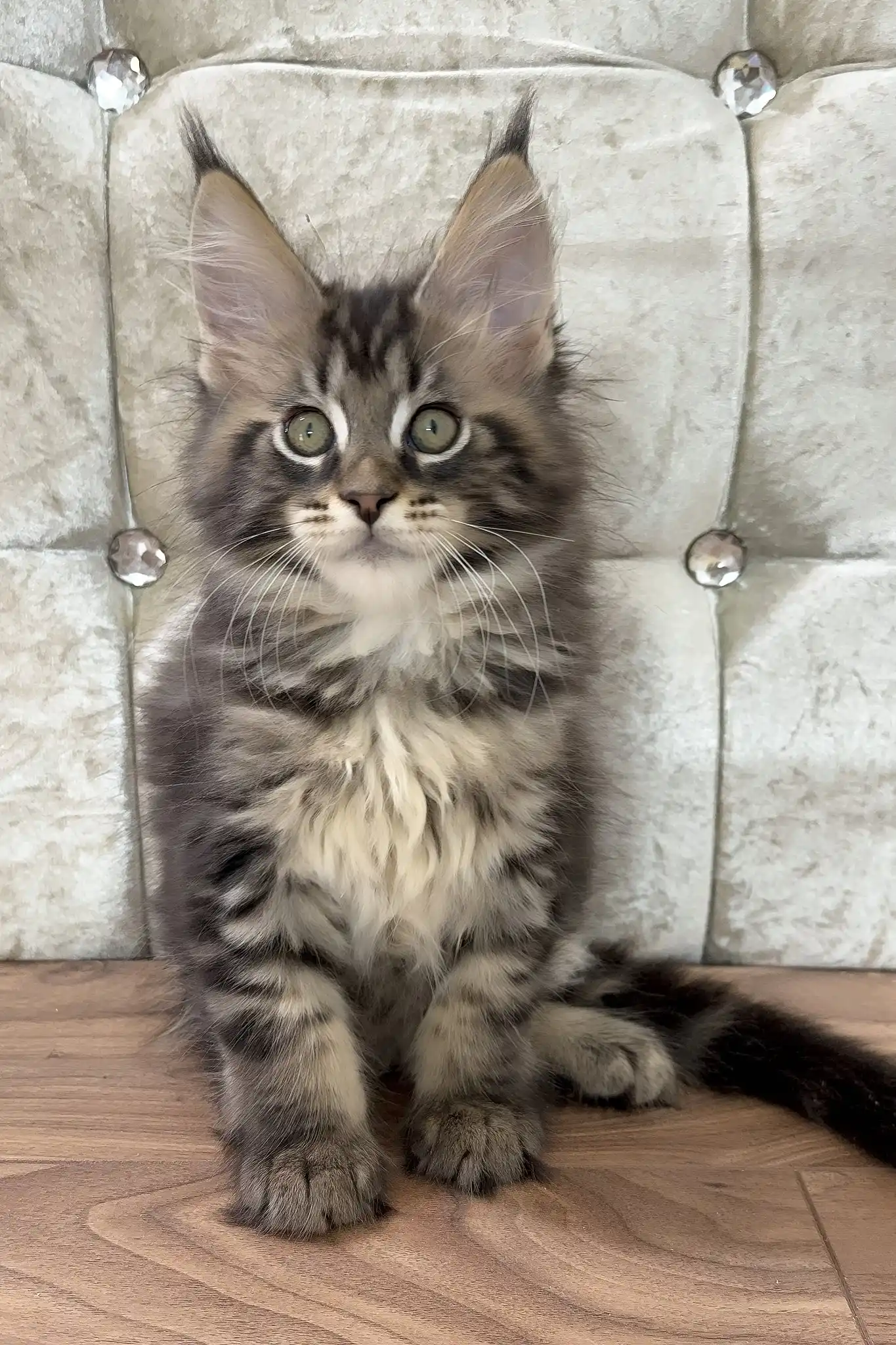 Chase | Maine Coon Kitten - Image 5