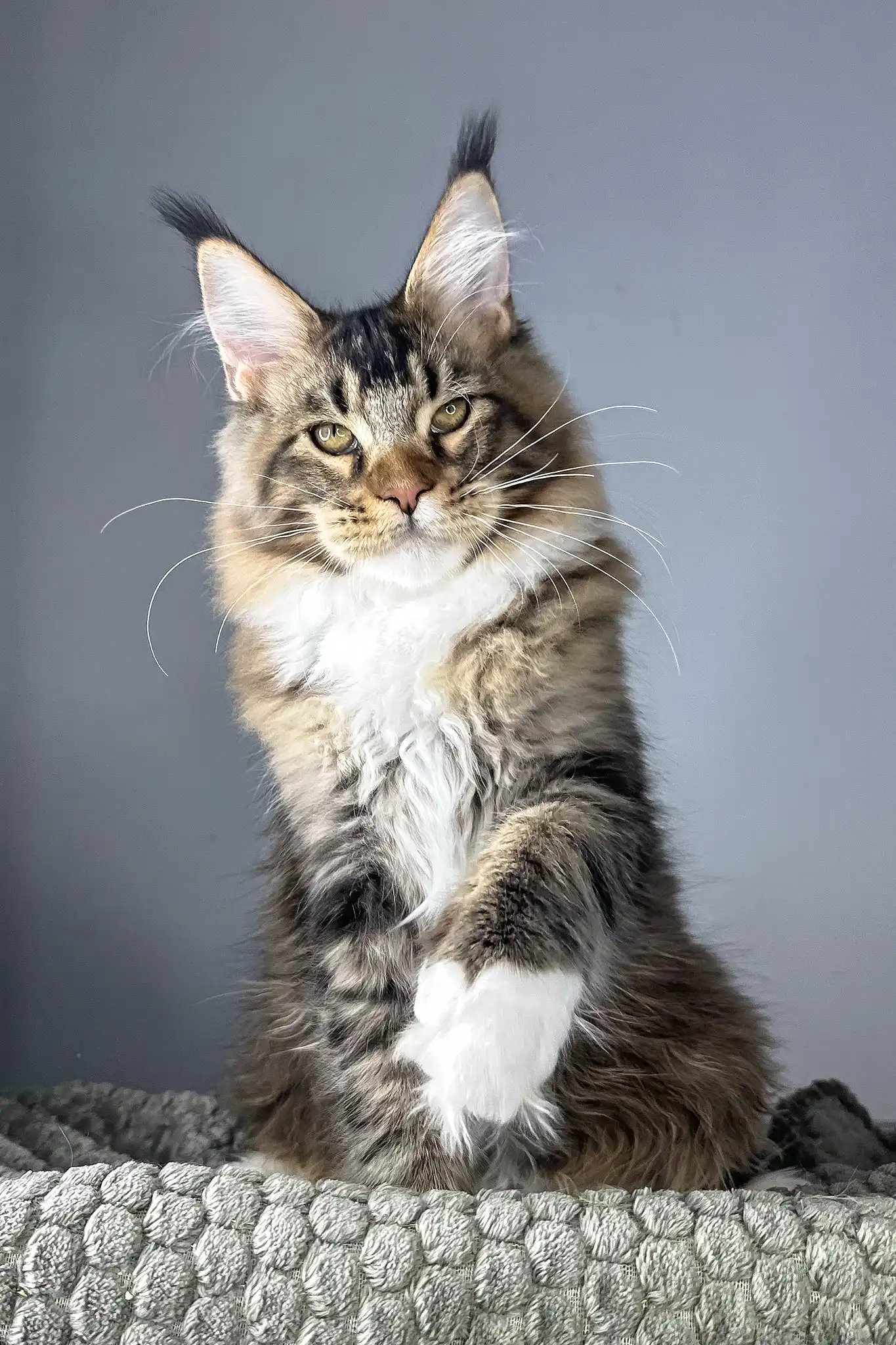 Chester | Maine Coon Kitten - Image 2