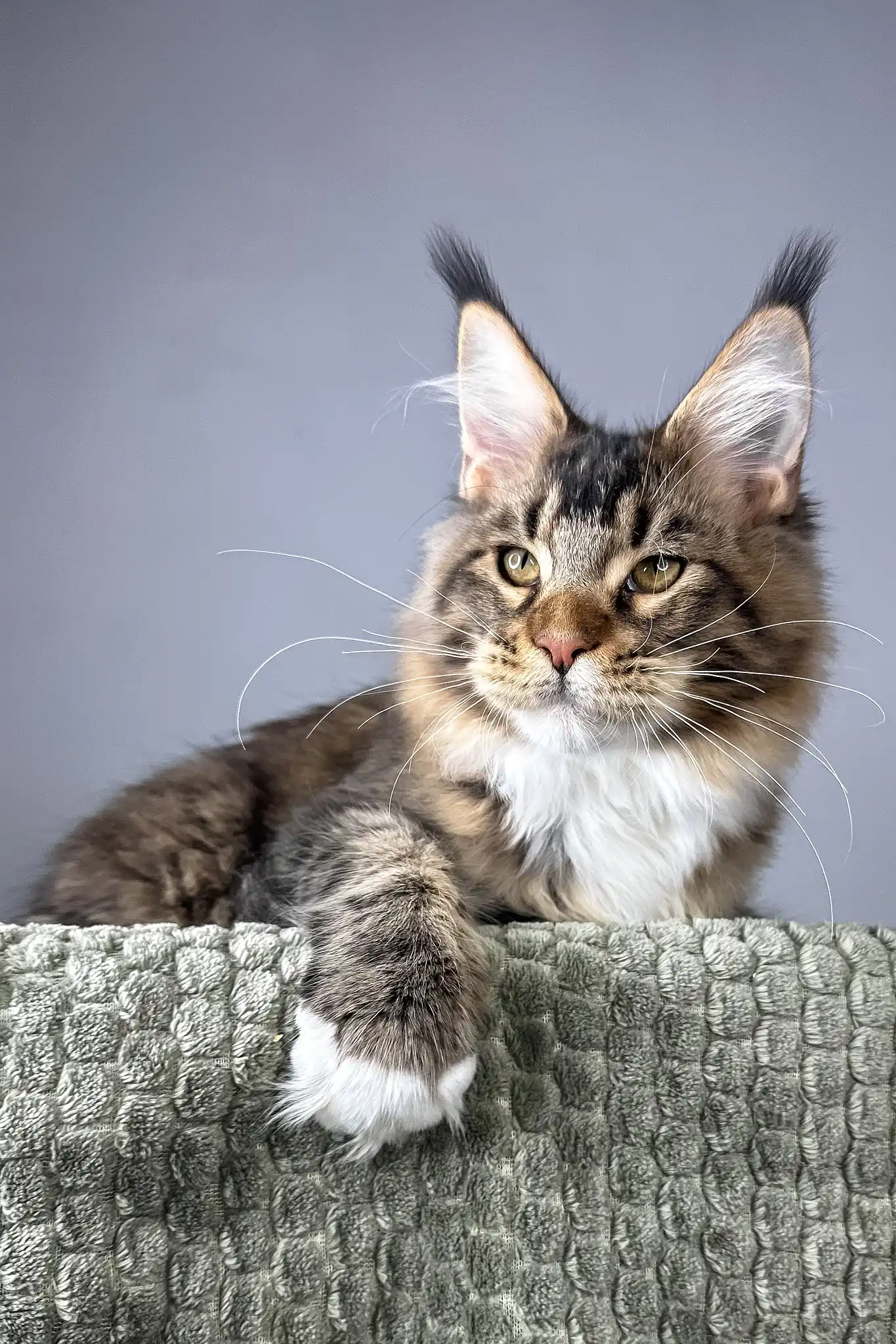 Chester | Maine Coon Kitten - Image 4