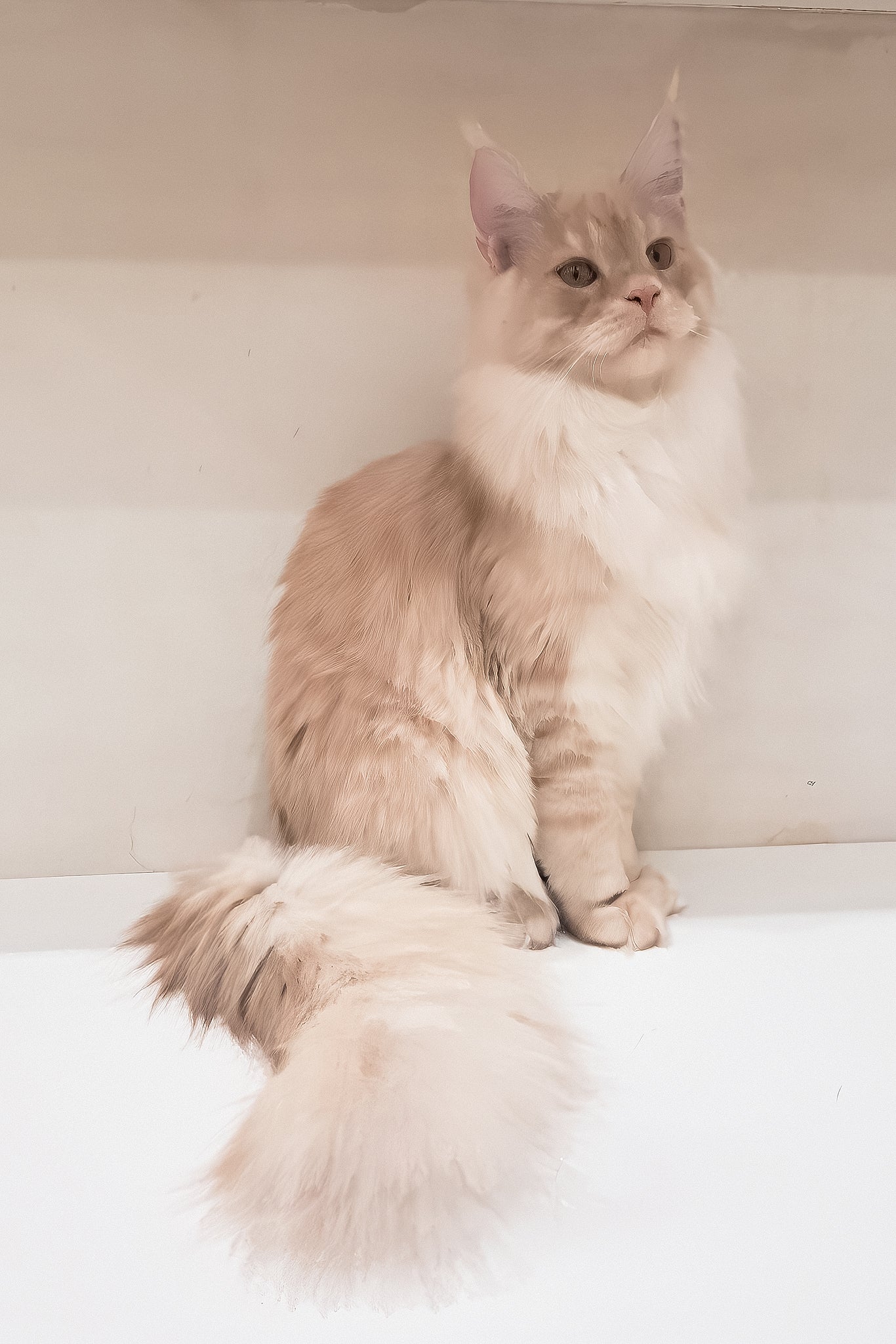 Chris | Maine Coon Kitten - Image 2