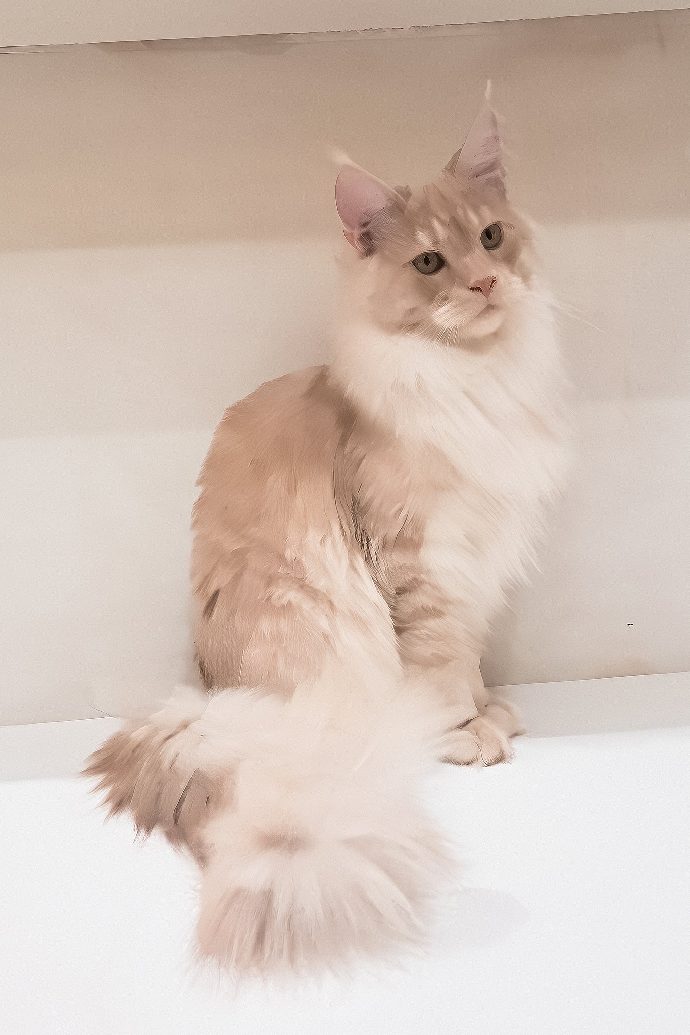Chris | Maine Coon Kitten - Image 3