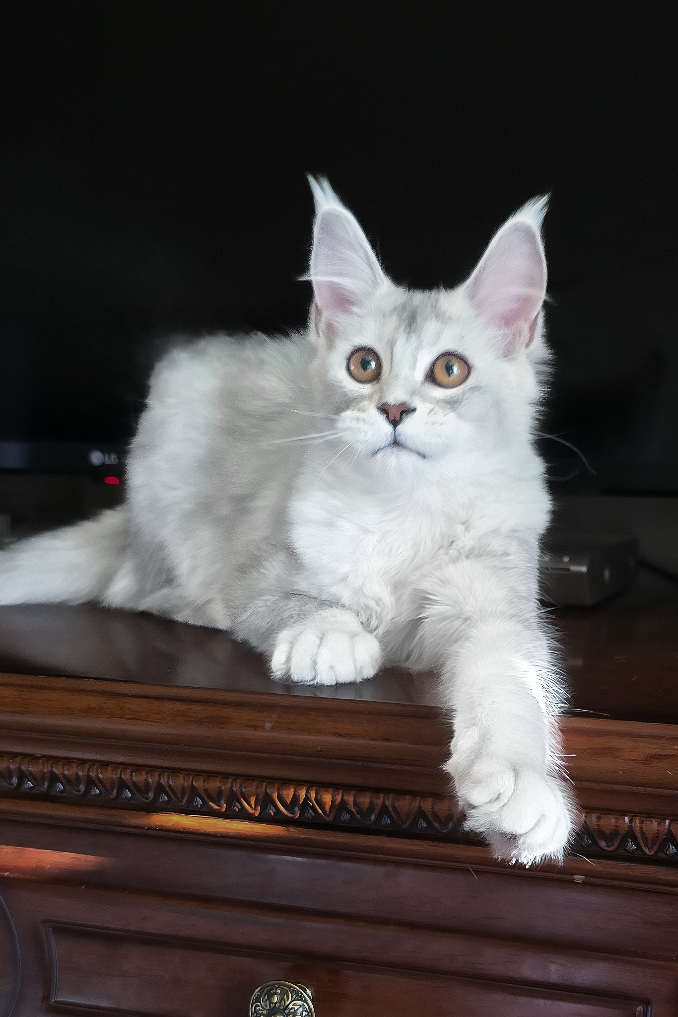 Cicero | Maine Coon Kitten - Image 4