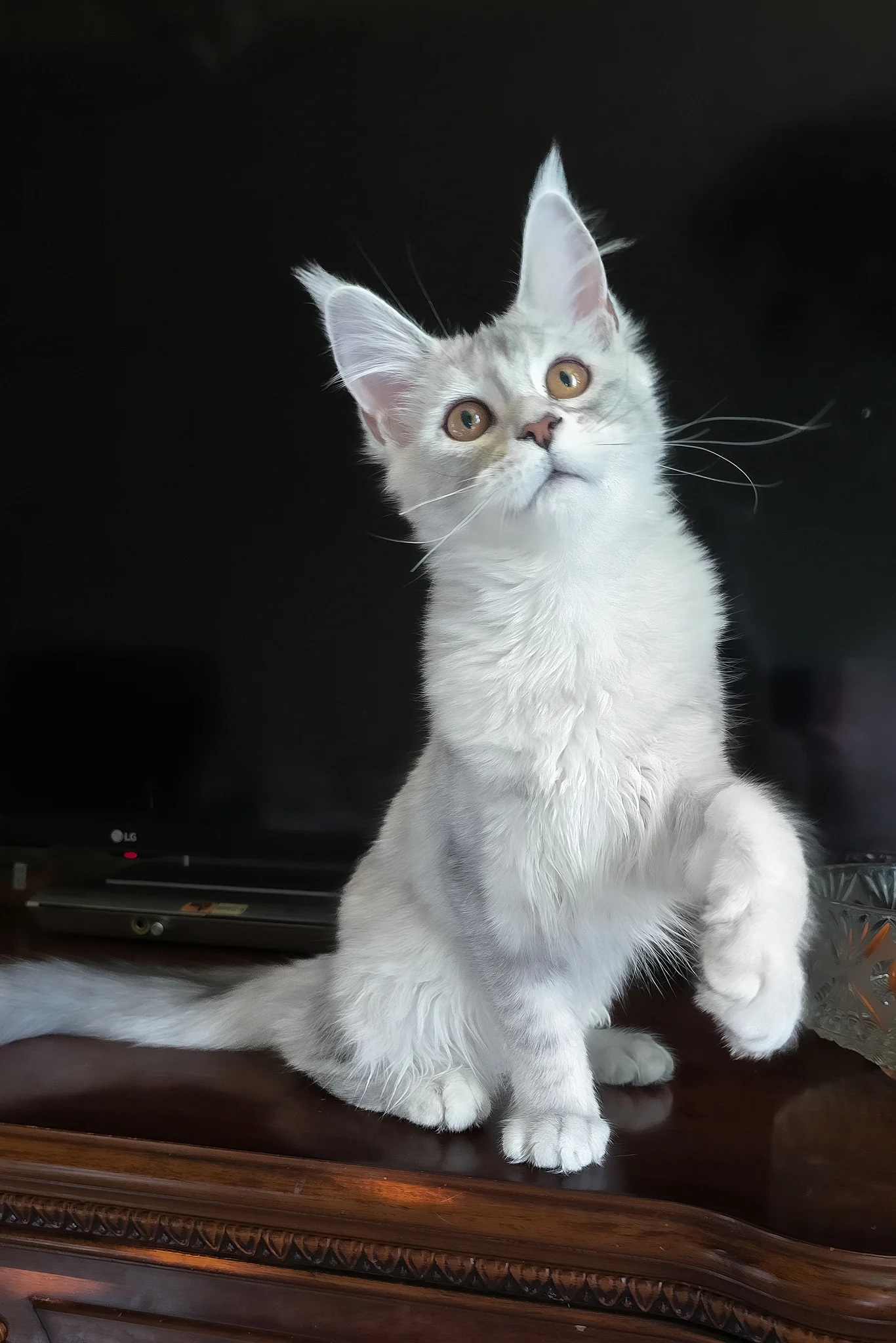 Cicero | Maine Coon Kitten - Image 5