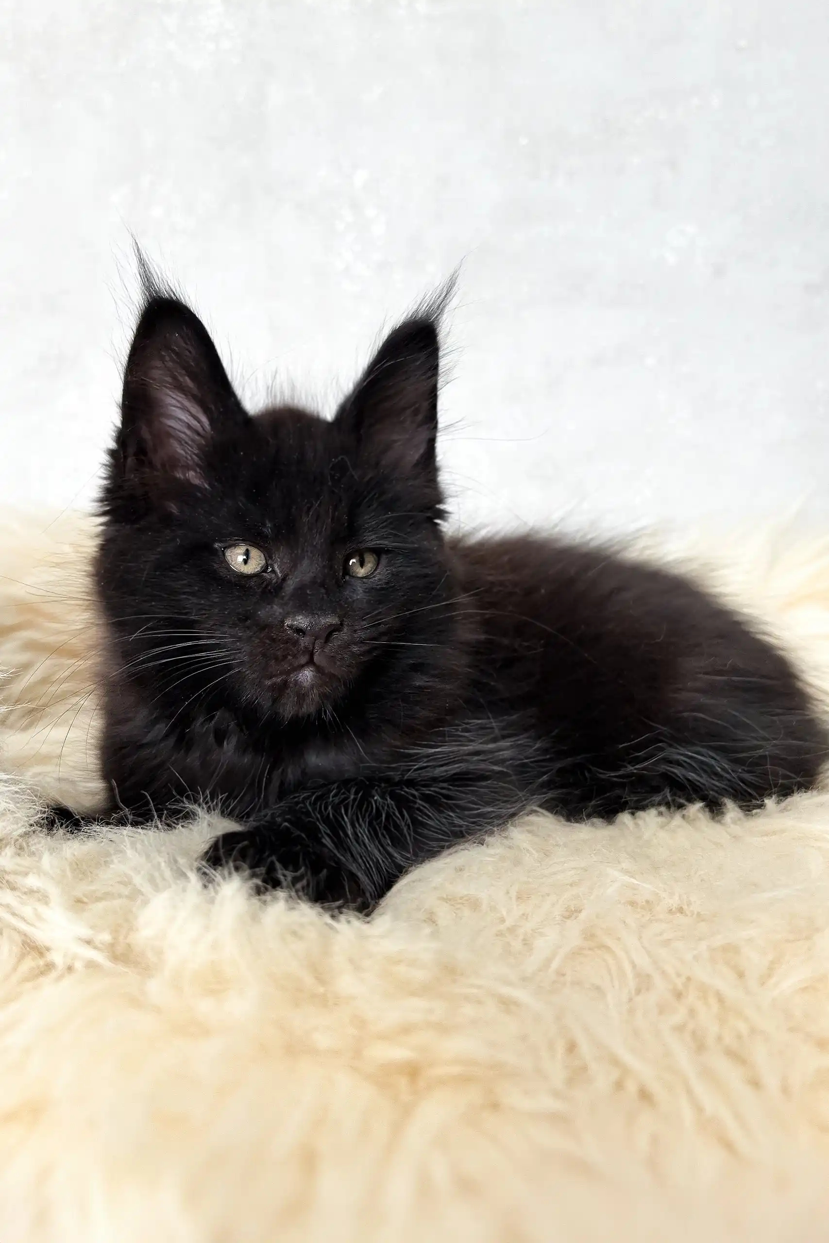 Cliff | Maine Coon Kitten - Image 7